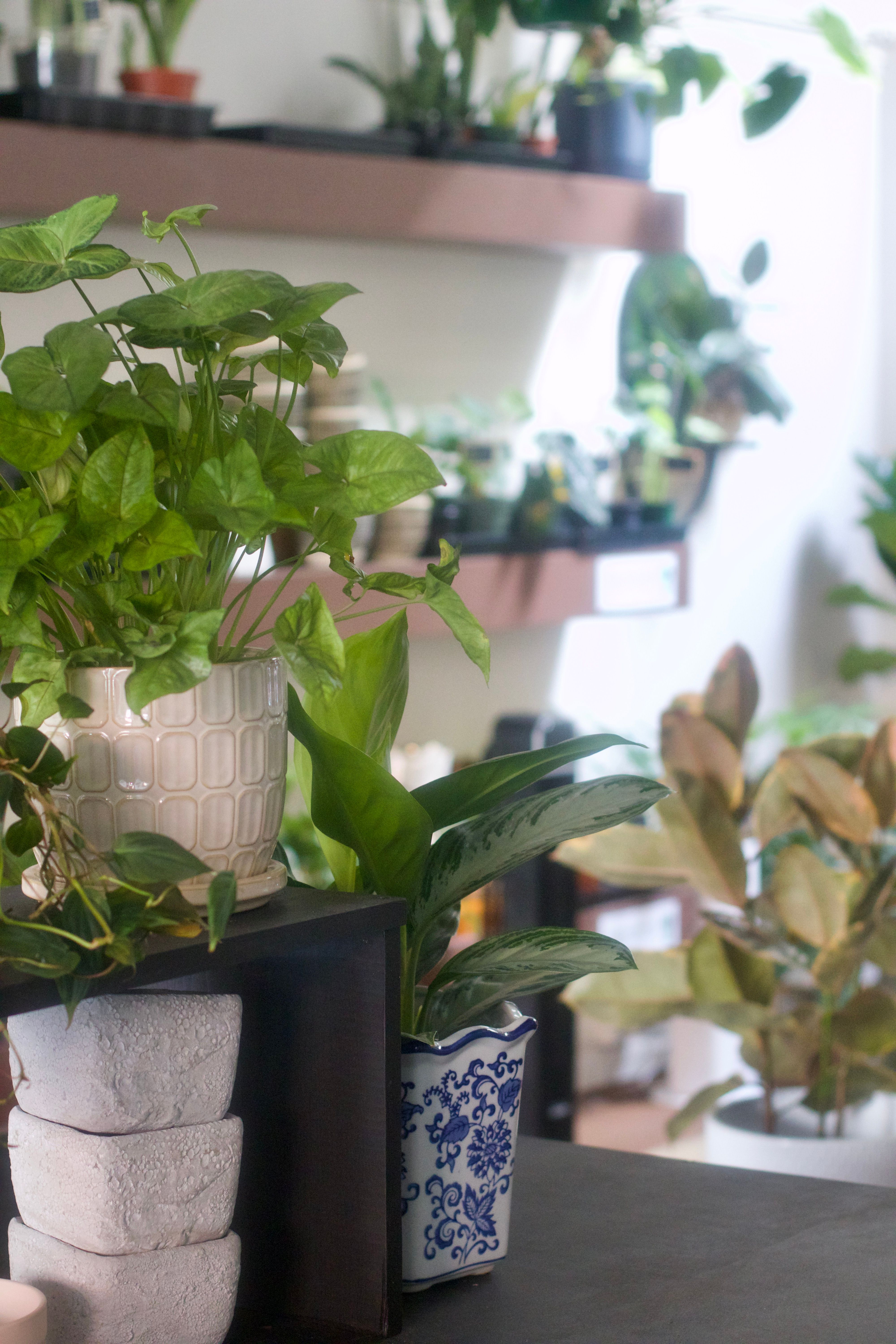 The Plant Bar counter at Over Grown in Westerville, with a syngonium in a cream ceramic pot, an aglaonema in a blue and white planter, stacked concrete pots, and shelves of plants behind