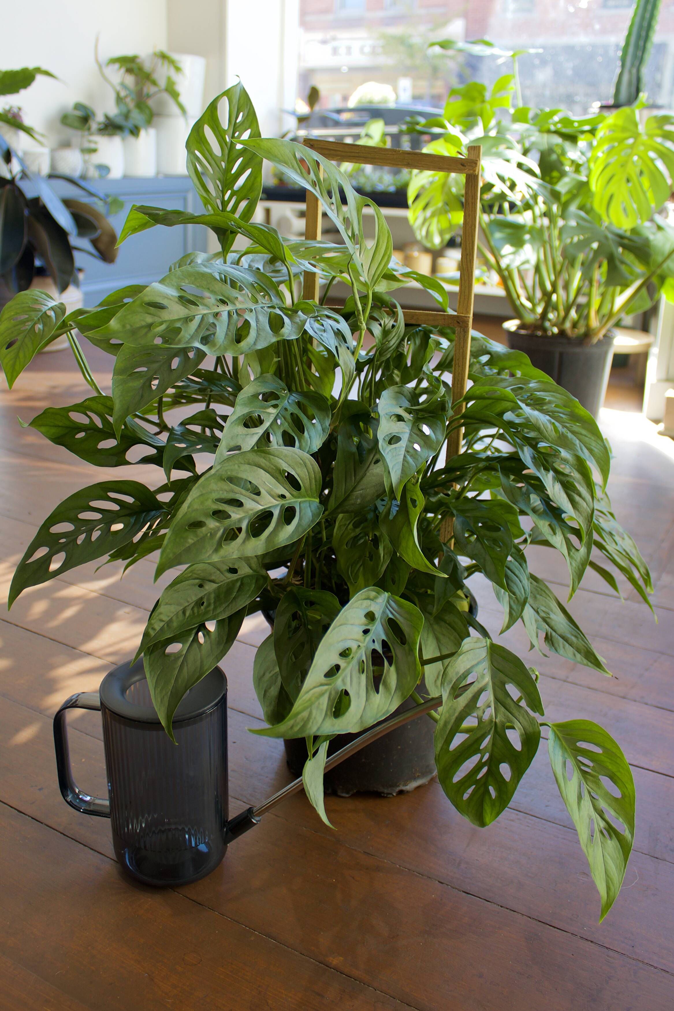How to Properly Water Your Houseplants