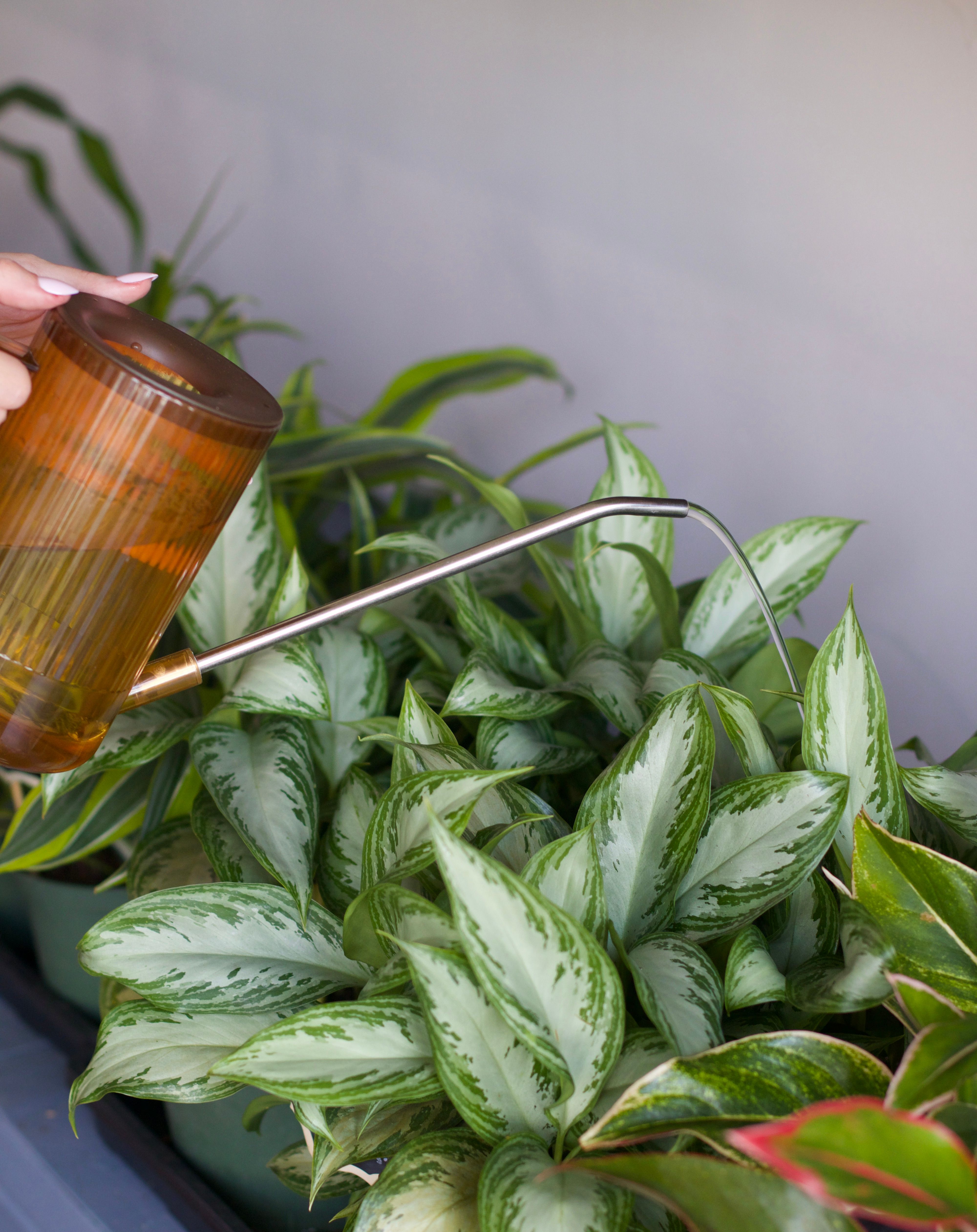 The Lazy Plant Parent's Guide to Summer Watering