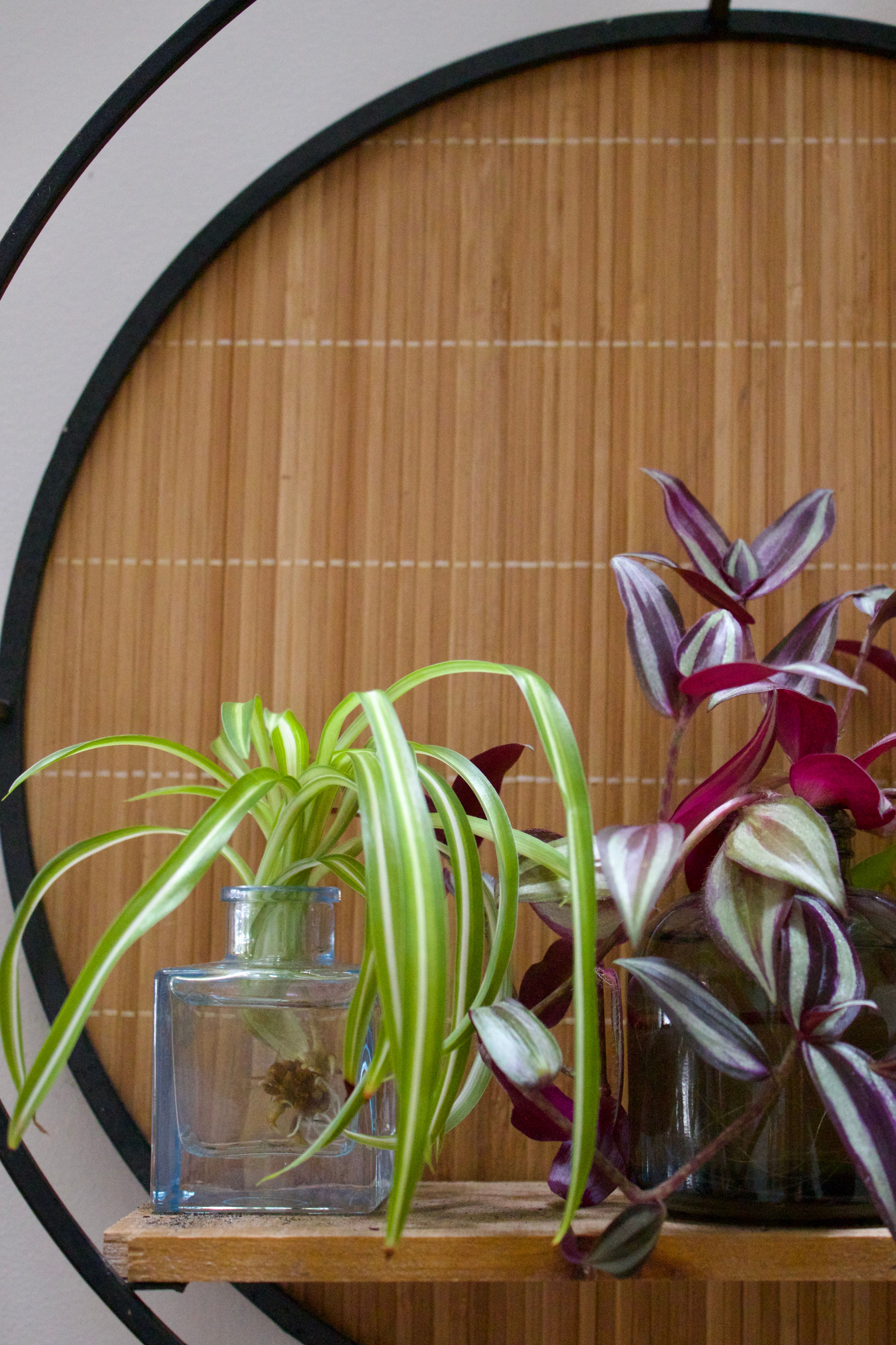 Water Propagation: The Summer Roots Edition