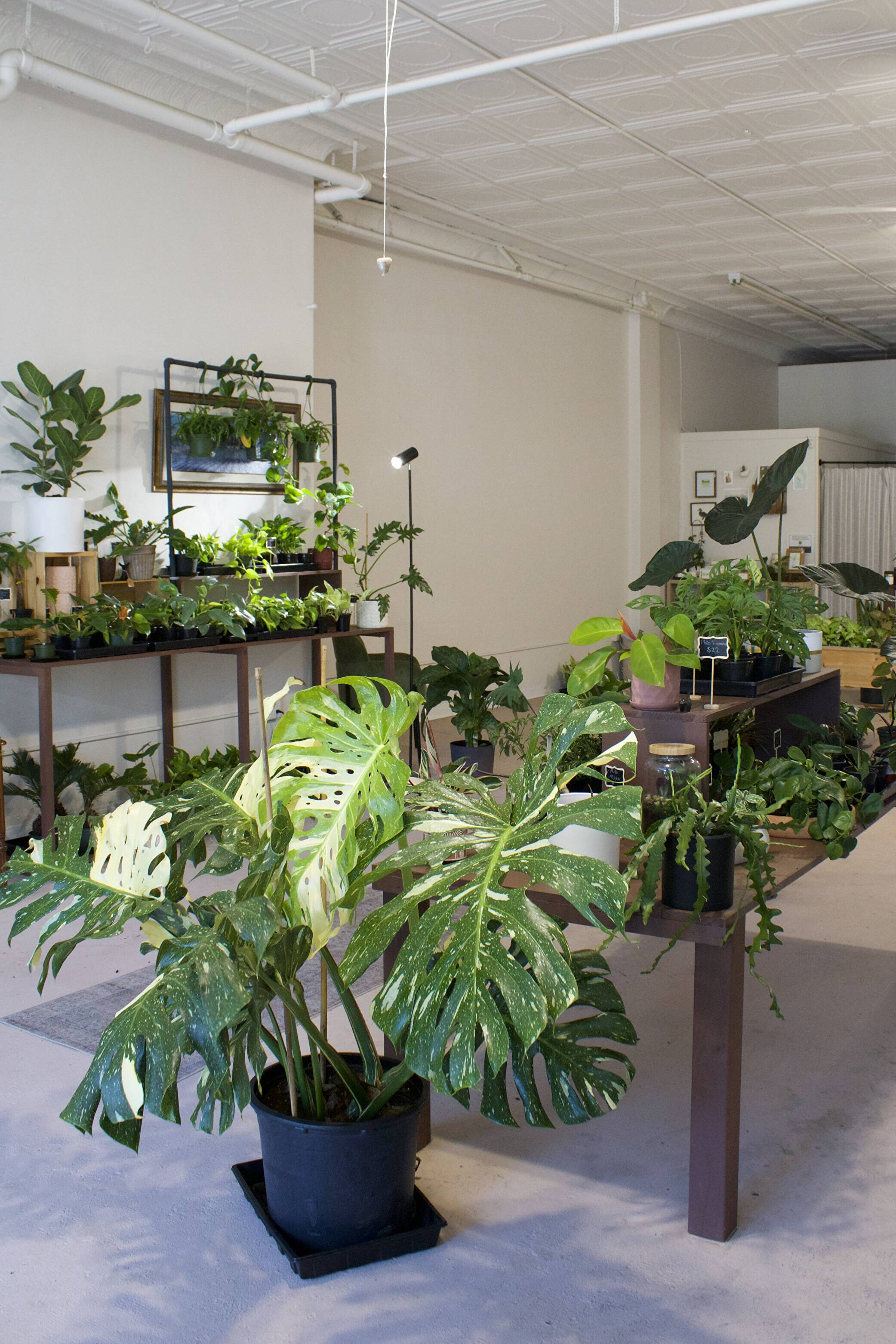 Prepping Your Houseplants for the Cold