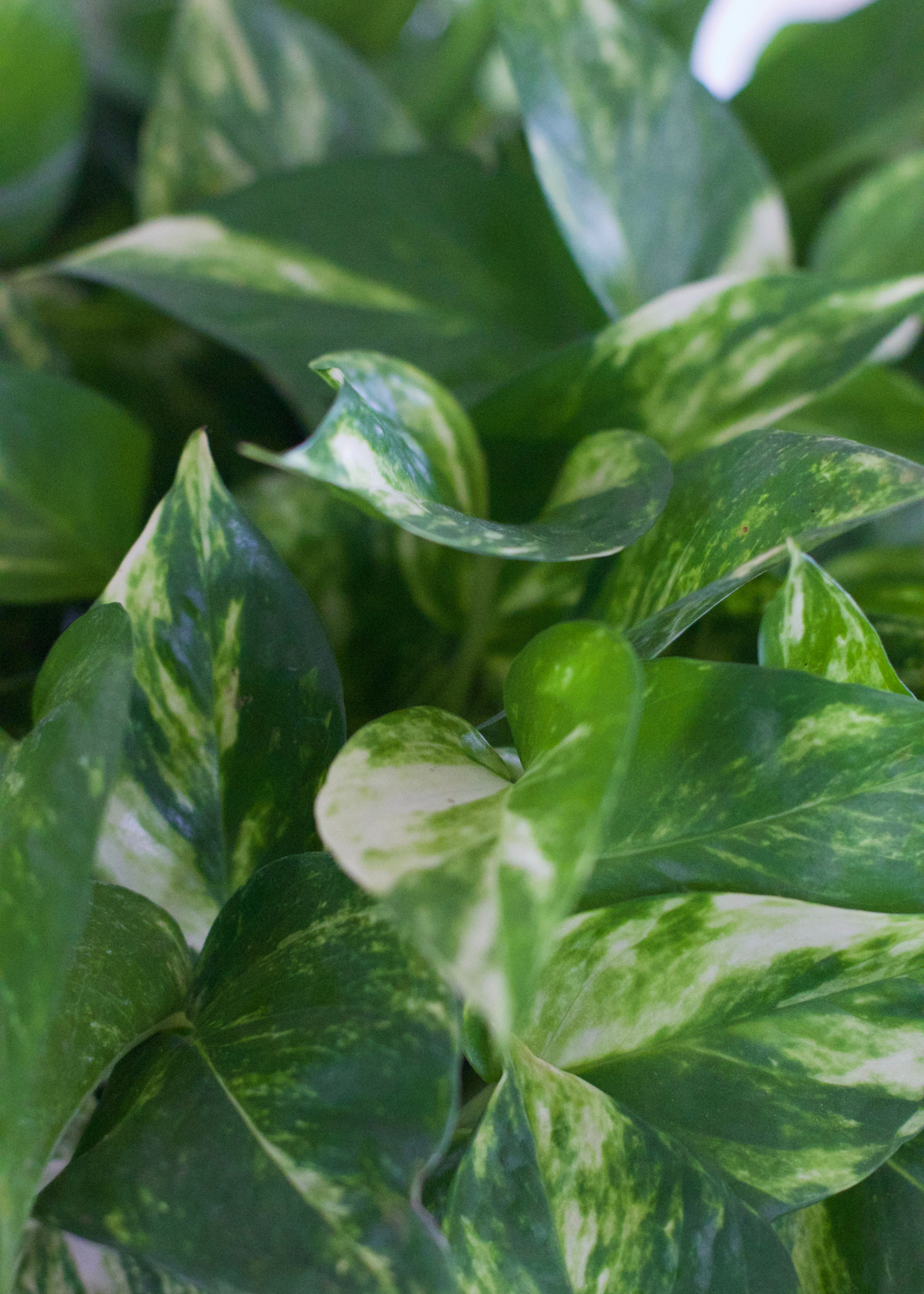 Same Plant, Different Look: How to Style One Species Five Ways