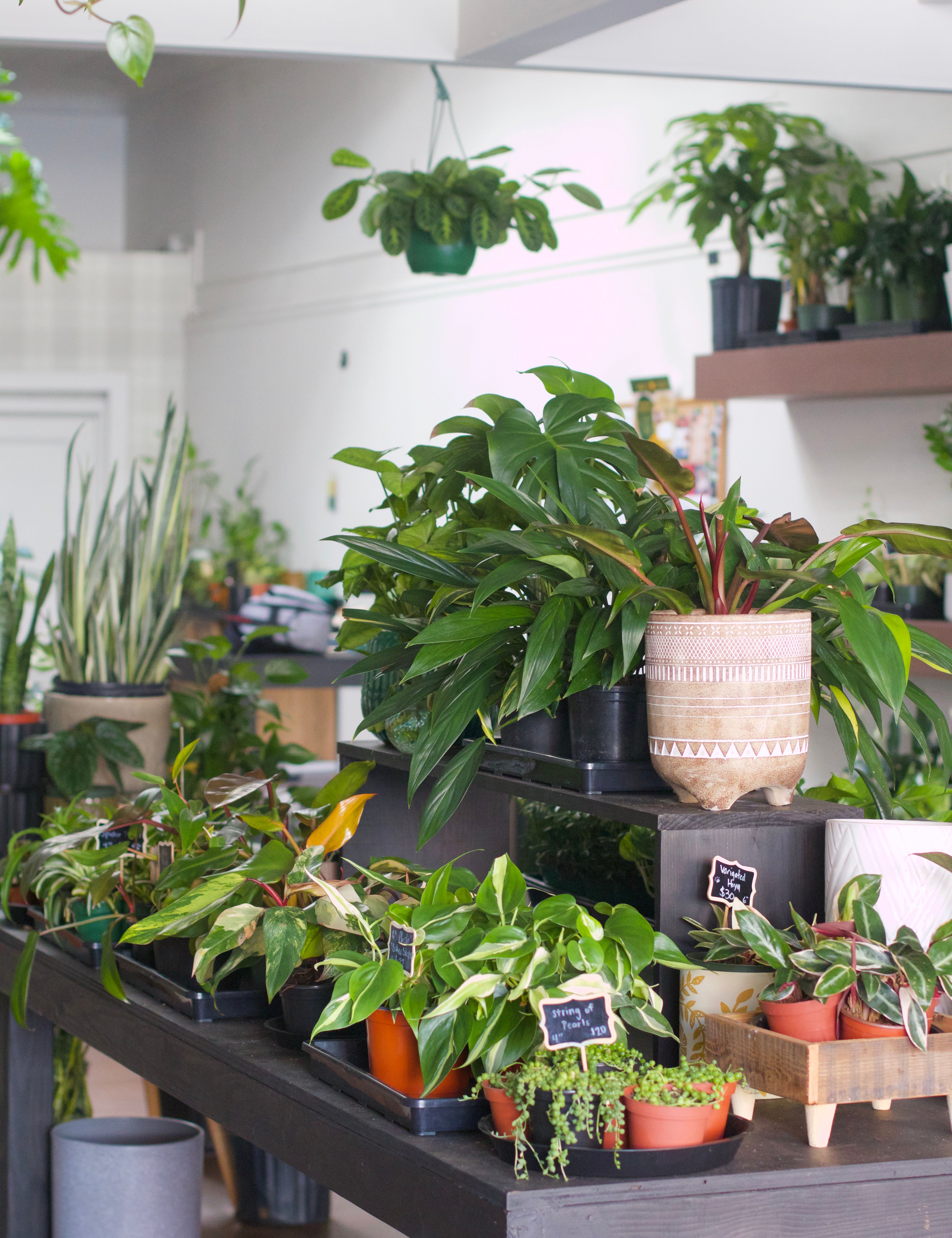 Why Columbus Plant People Keep Coming Back to Plant Swaps
