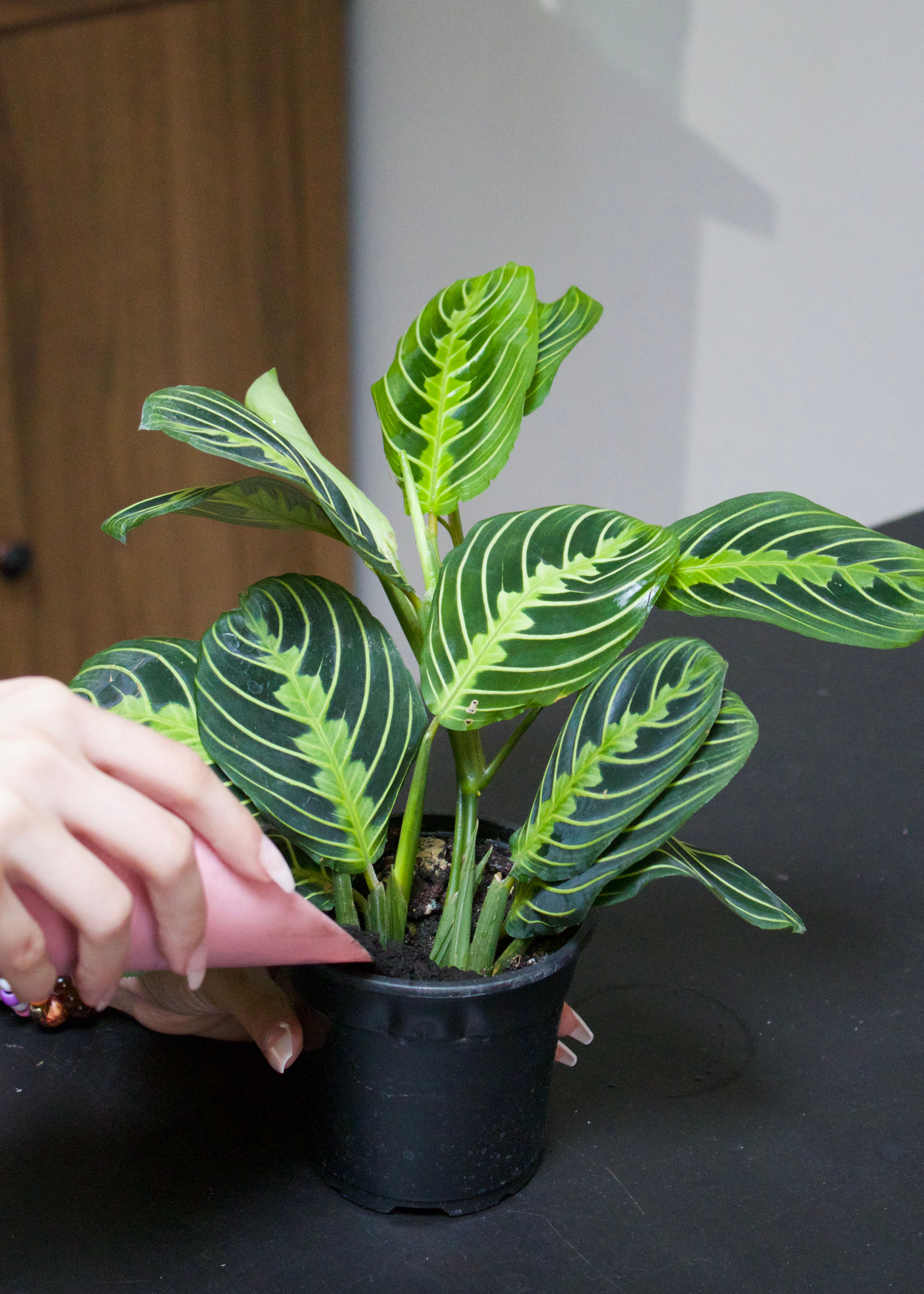 What Our In-Store Repotting Service Actually Includes