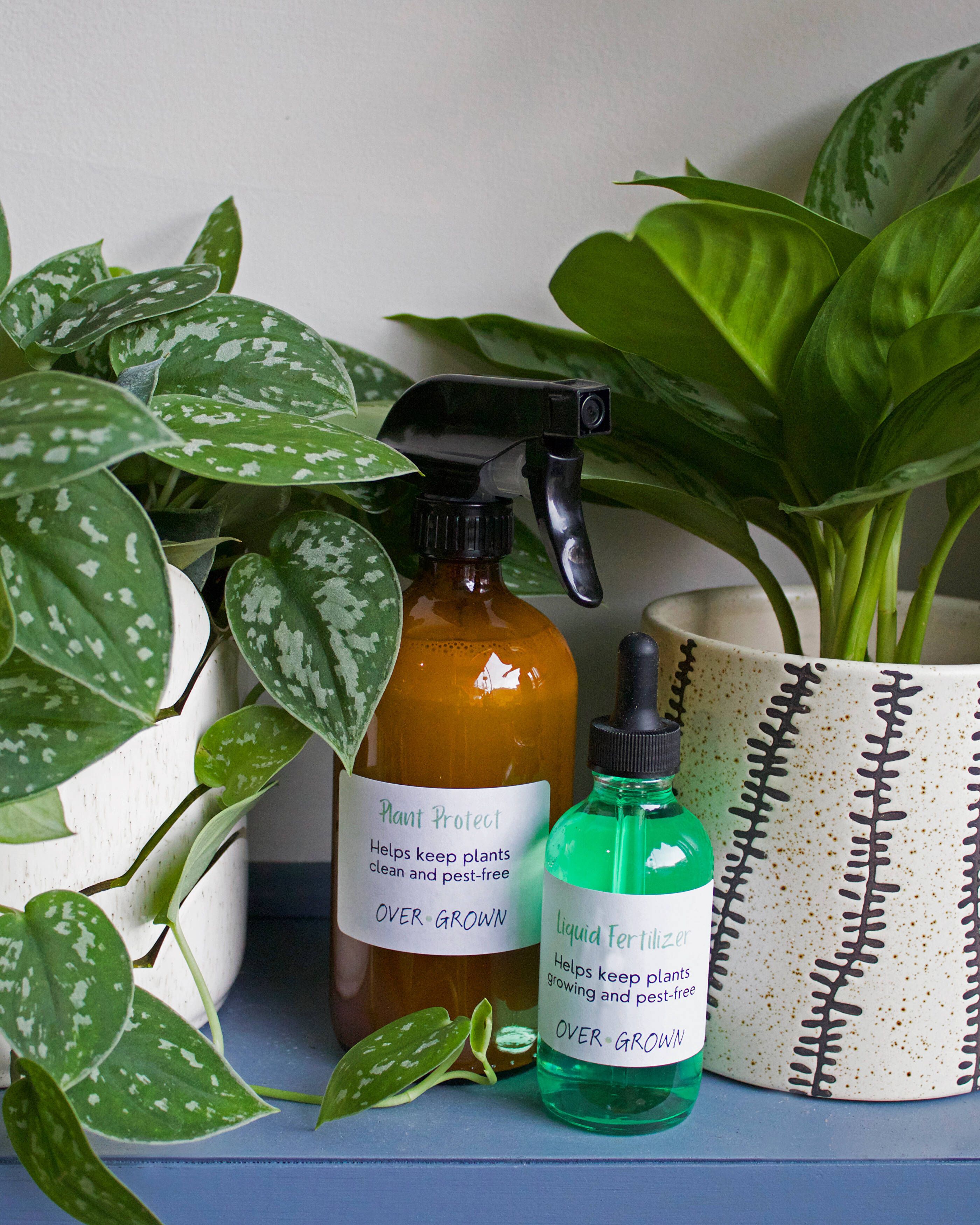 Identifying and Treating Houseplant Pests