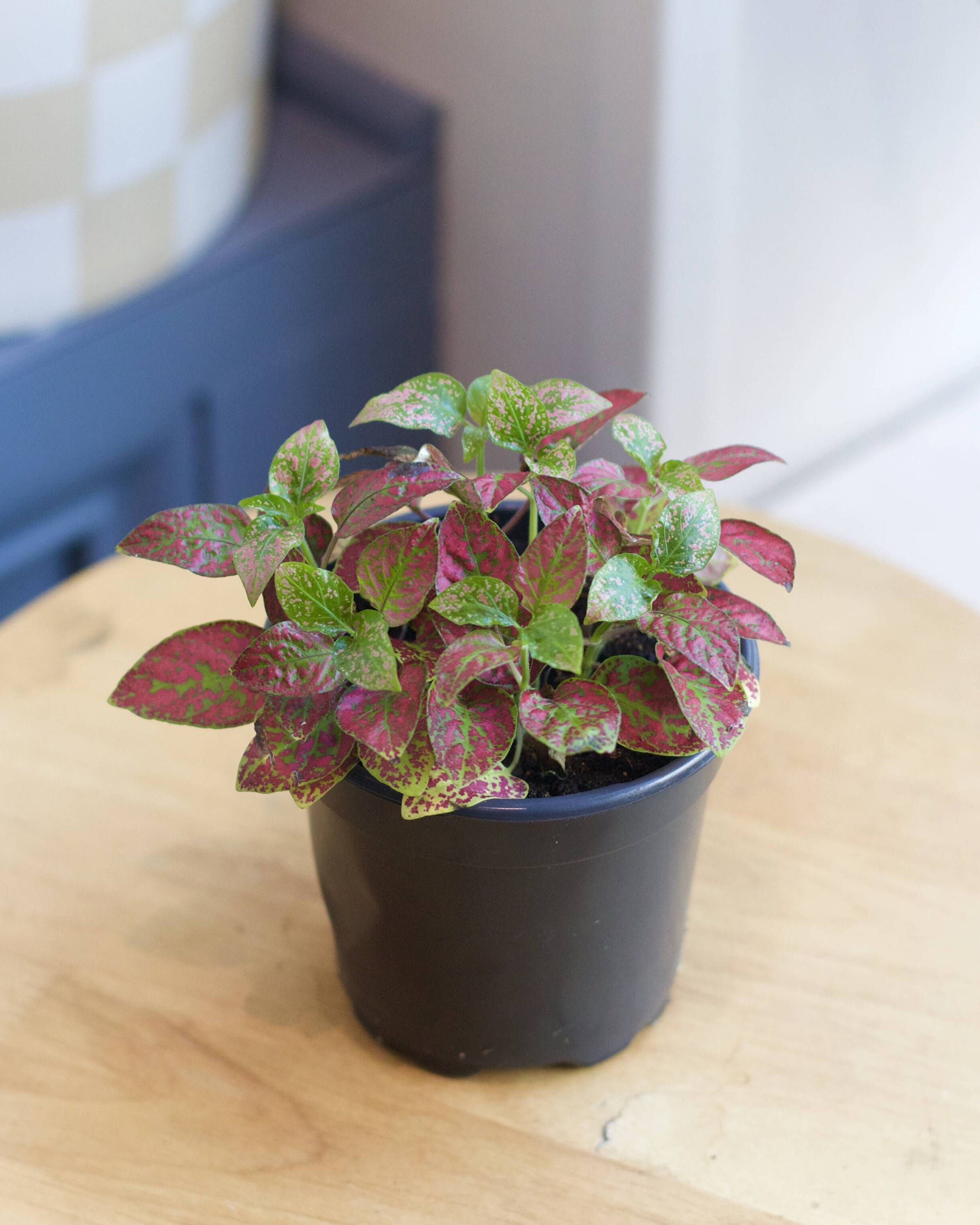 Caring for Your Fittonias