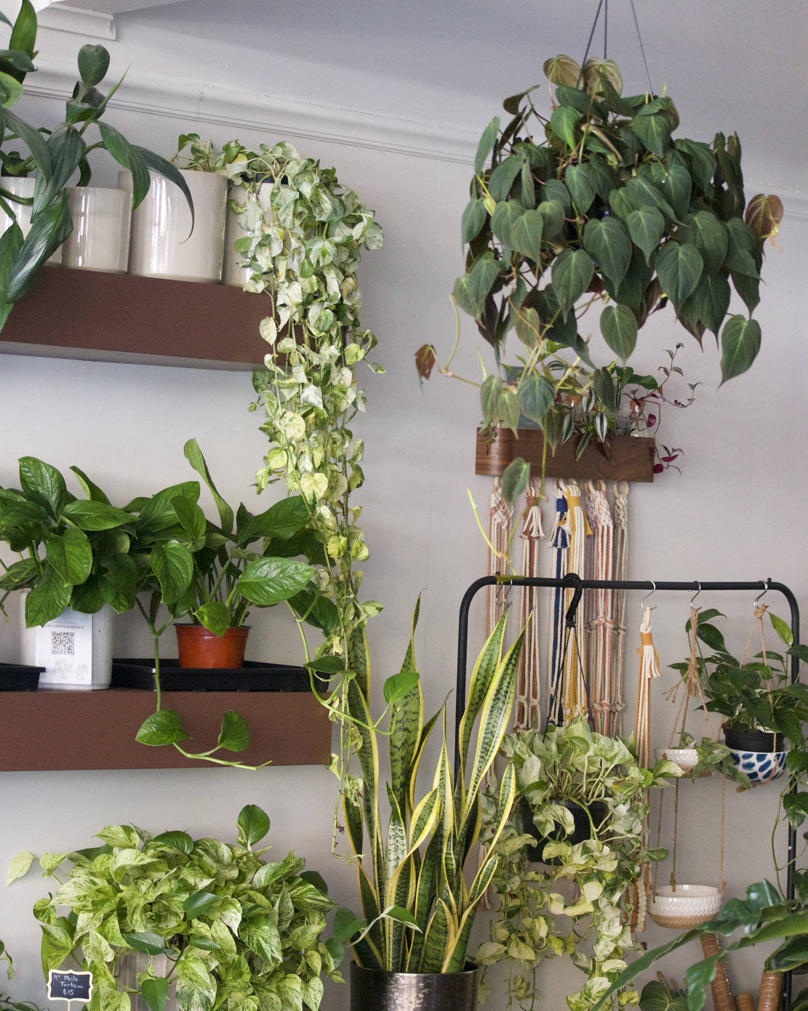 The Perfect Plant for Every Zodiac Sign