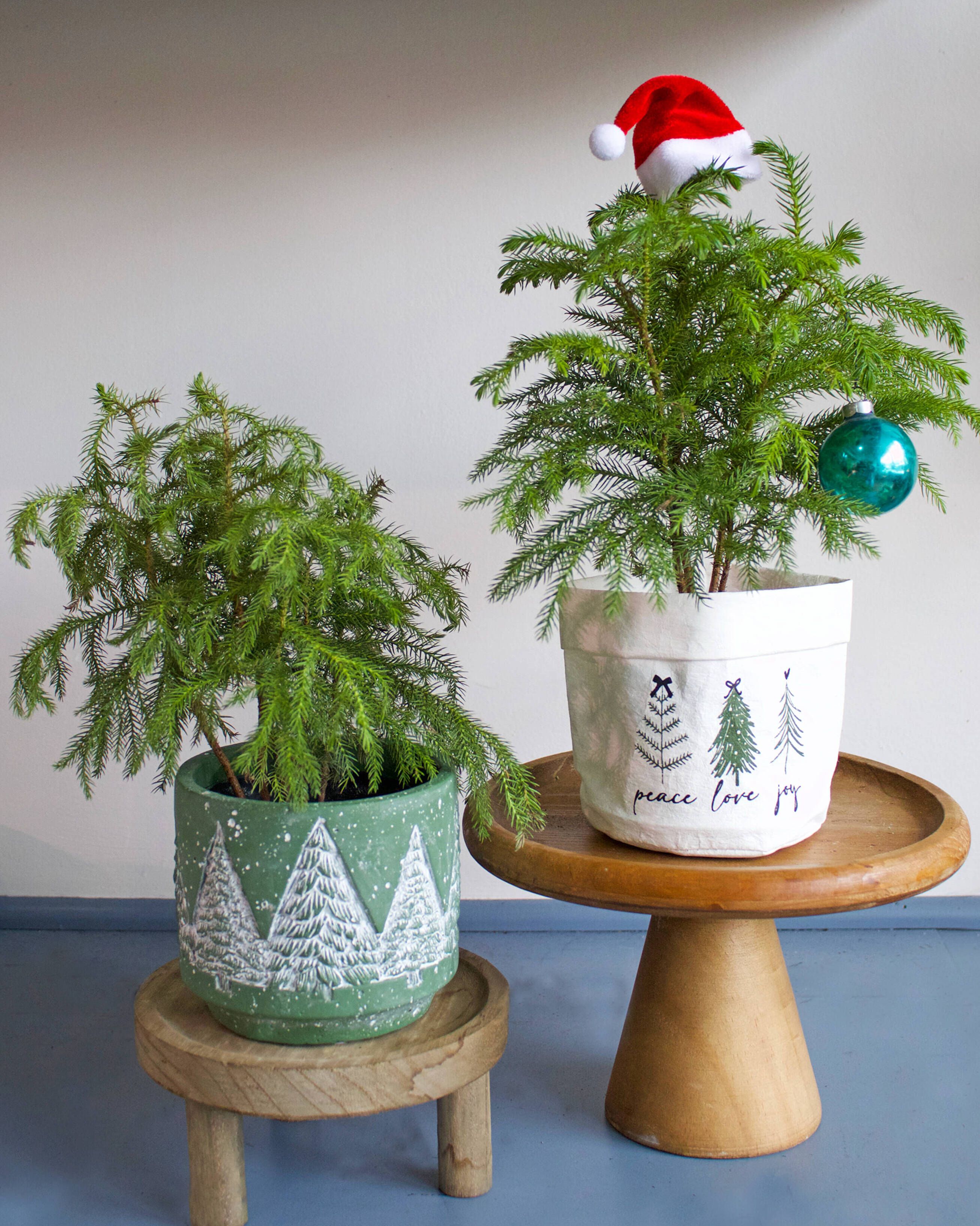 Gifting Greenery: Finding the Perfect Plant for Every Personality
