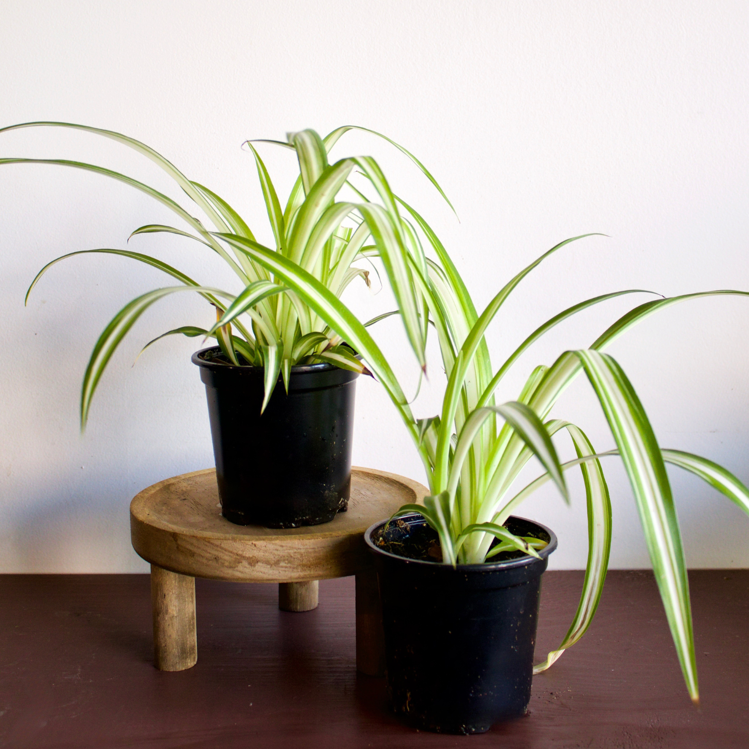 Caring for Your Spider Plants