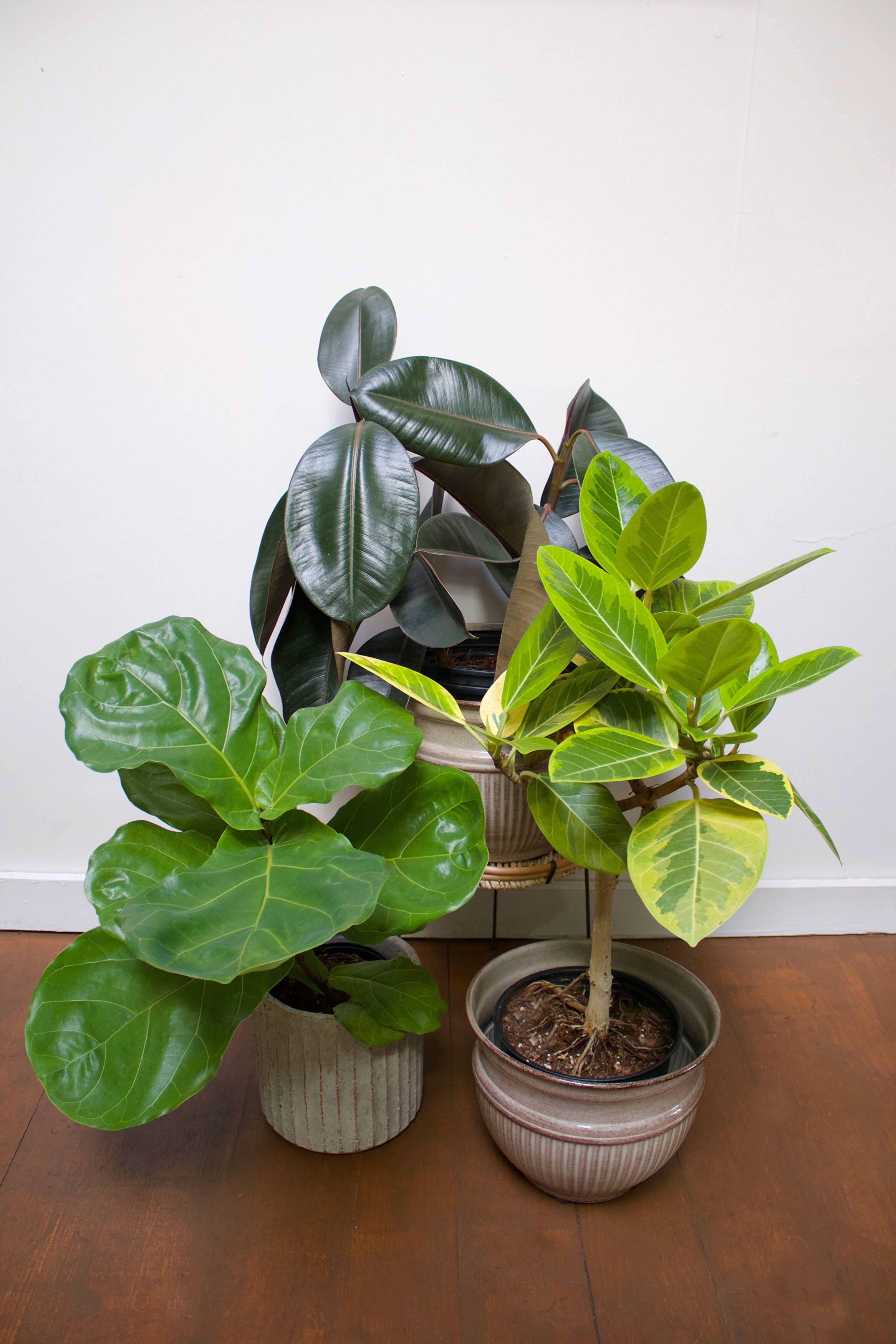 Caring for Your Ficus