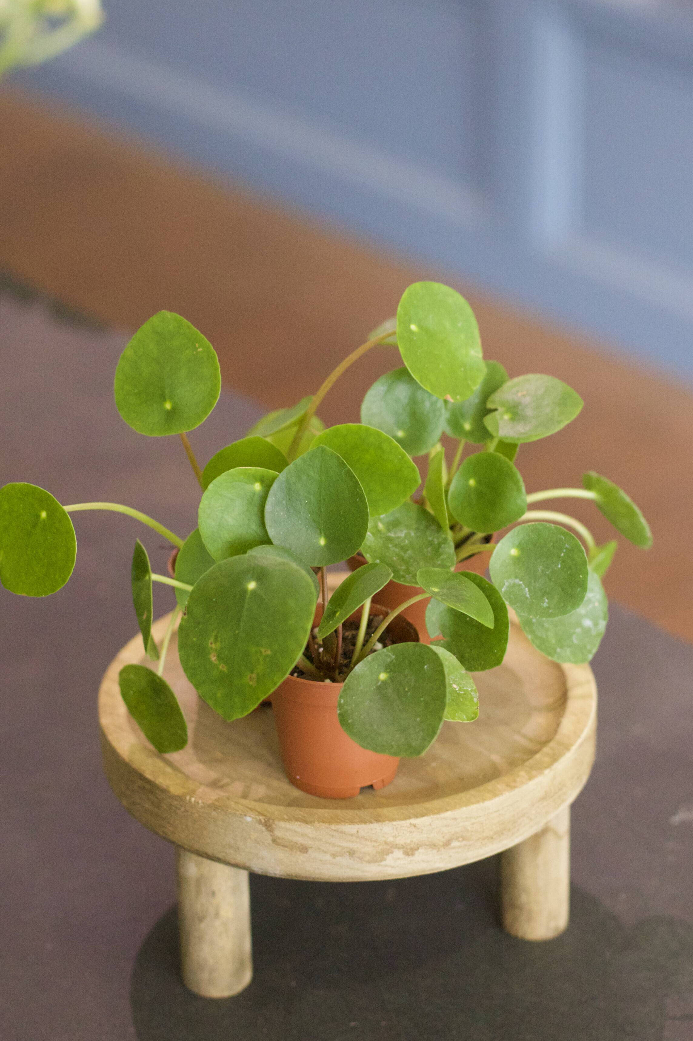 Caring for Your Pileas