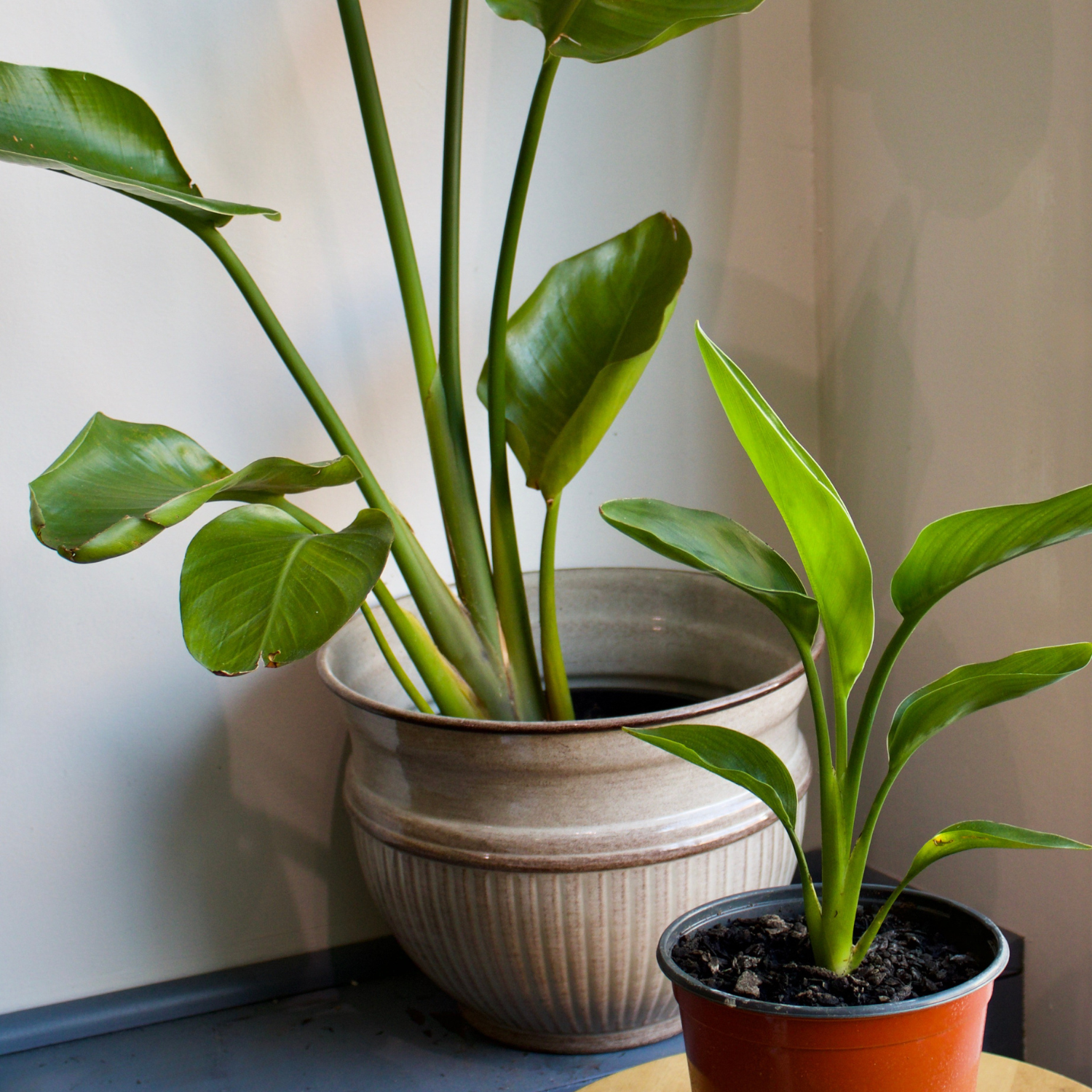 Caring for Your Bird of Paradise