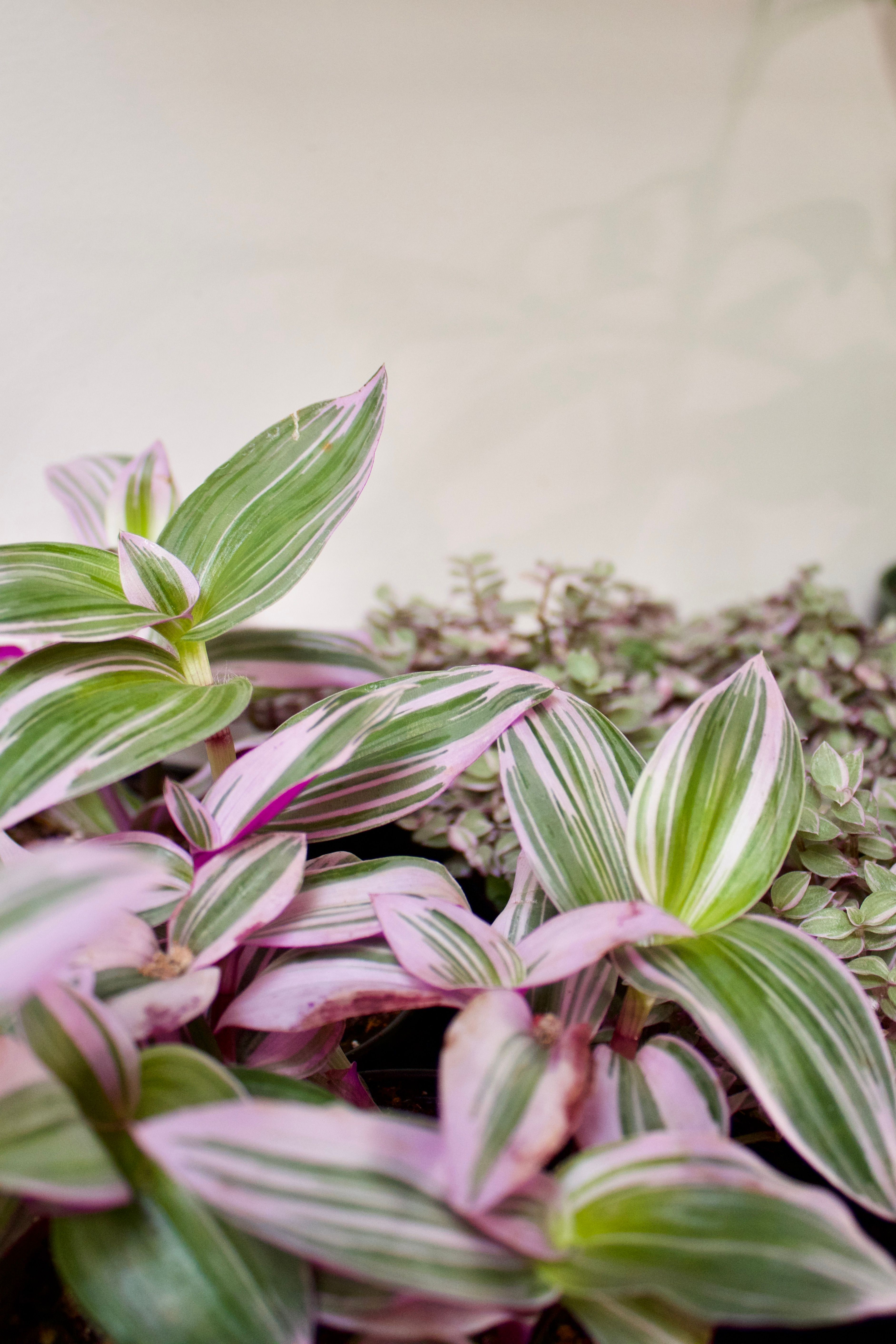Caring for Your Tradescantia