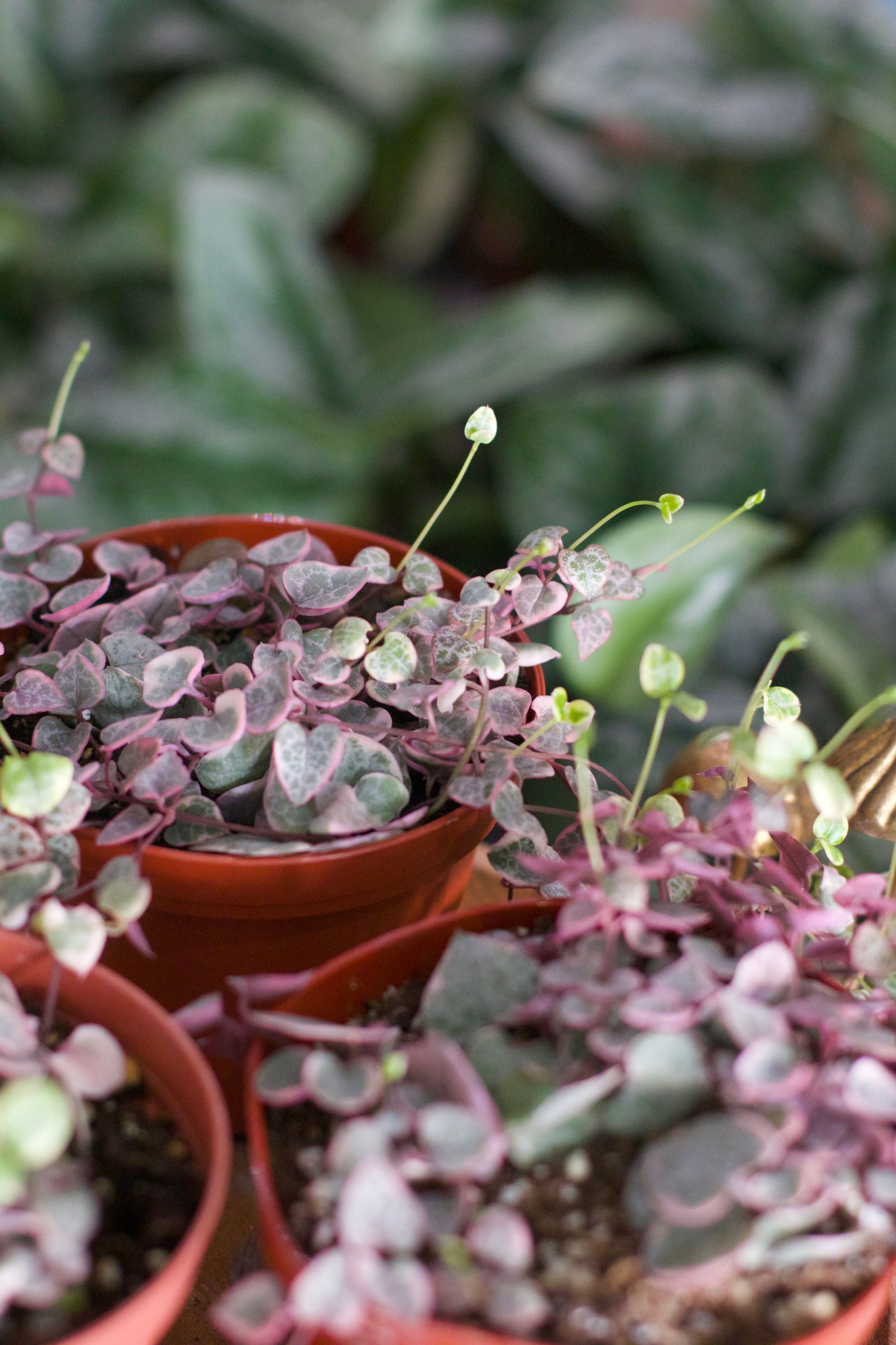Caring for Your String of Hearts