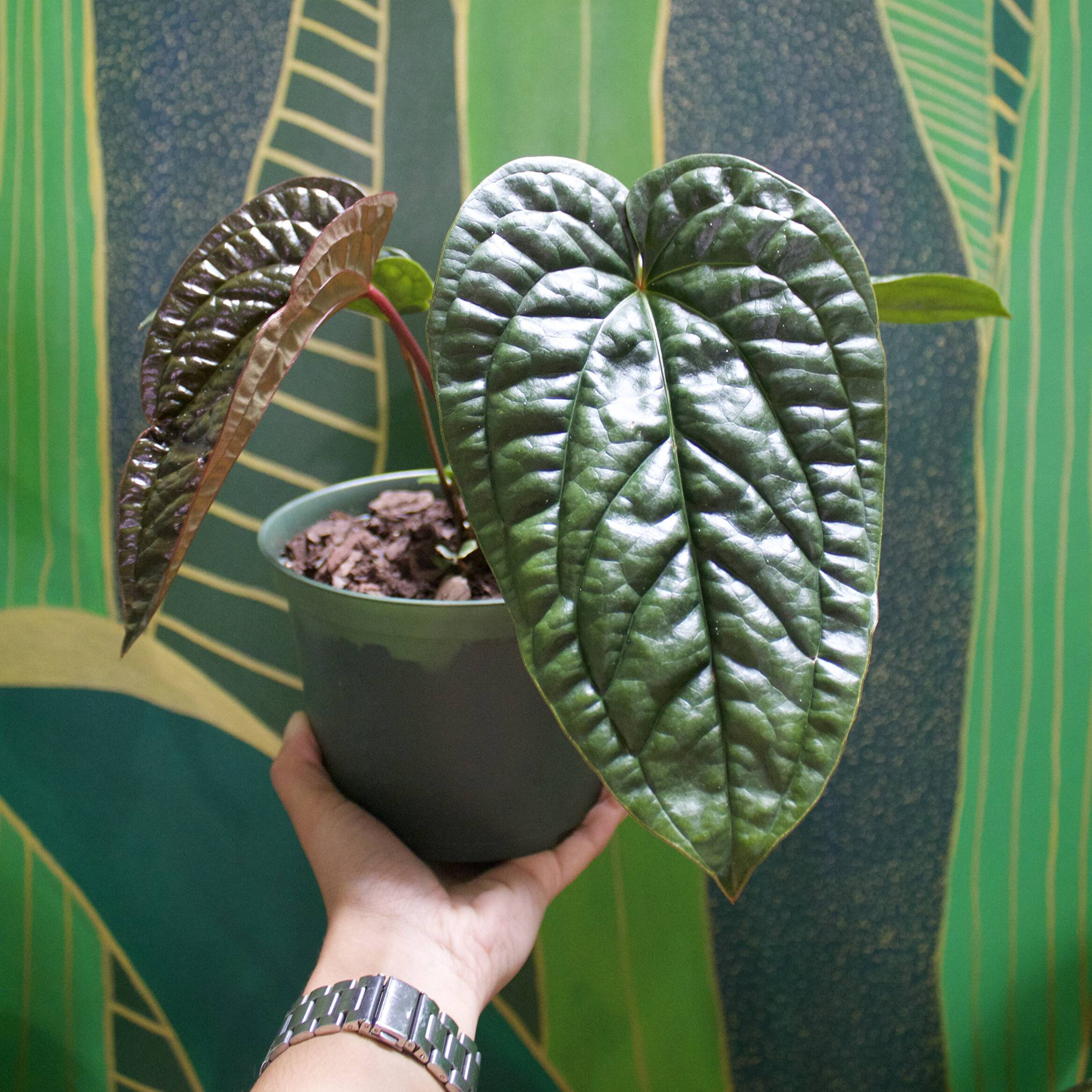 Is Your Collection Ready for a Rare Plant?