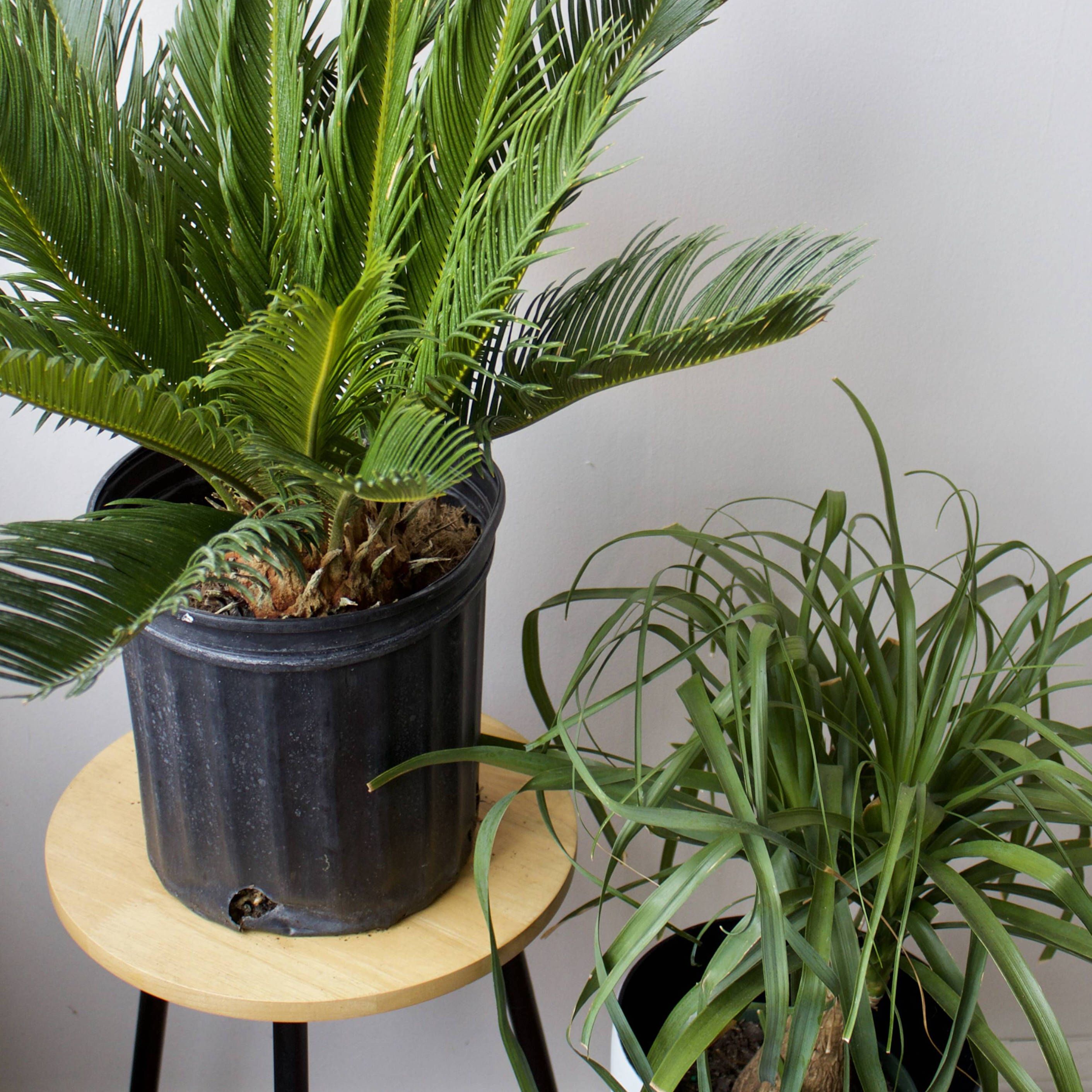 Caring for Your Palms