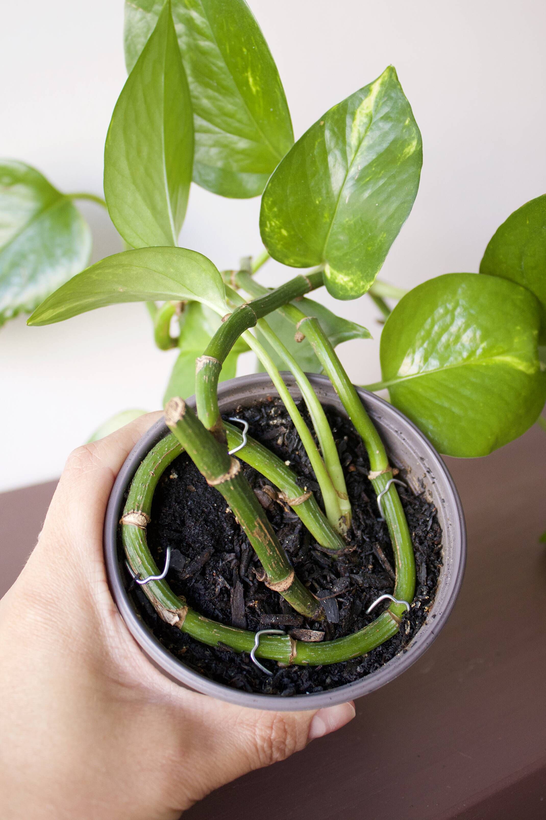 Pinning Trailing Plants
