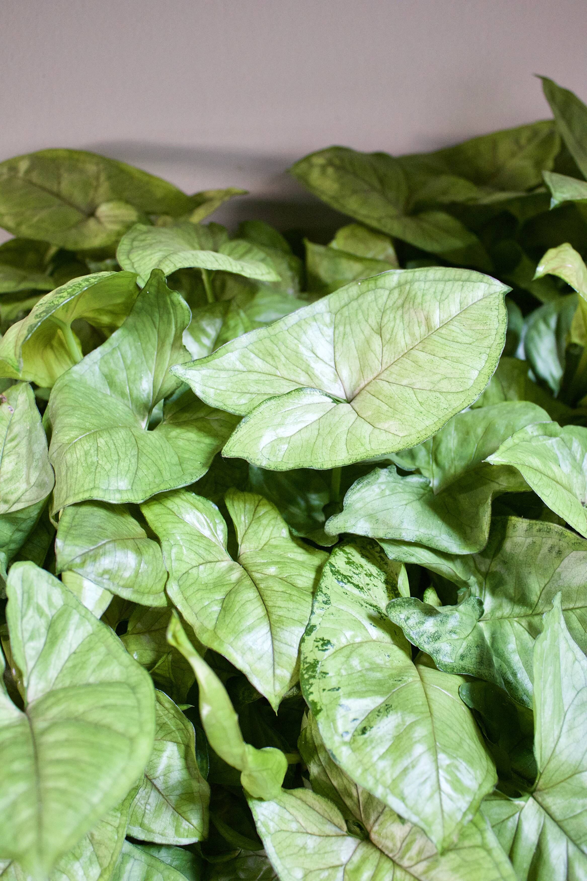 Caring for Your Syngoniums