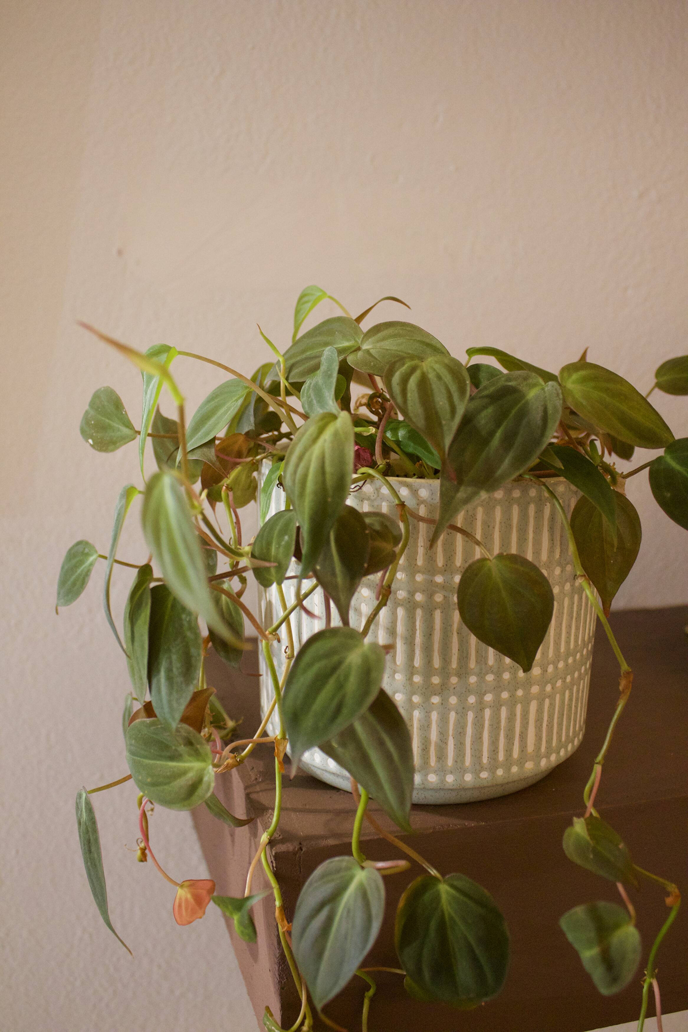 Why and How to Prune Your Houseplants