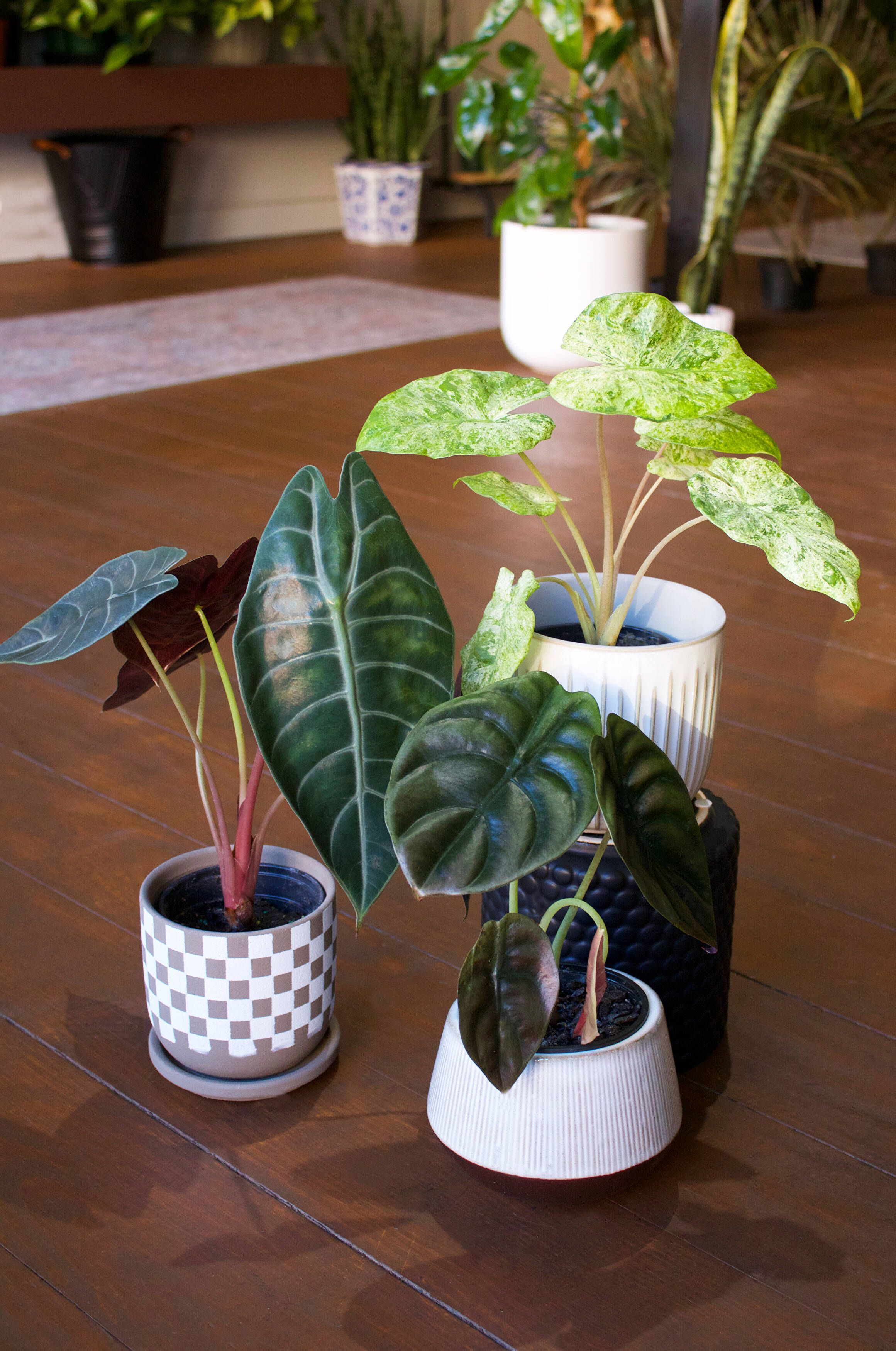 Caring for Your Alocasias