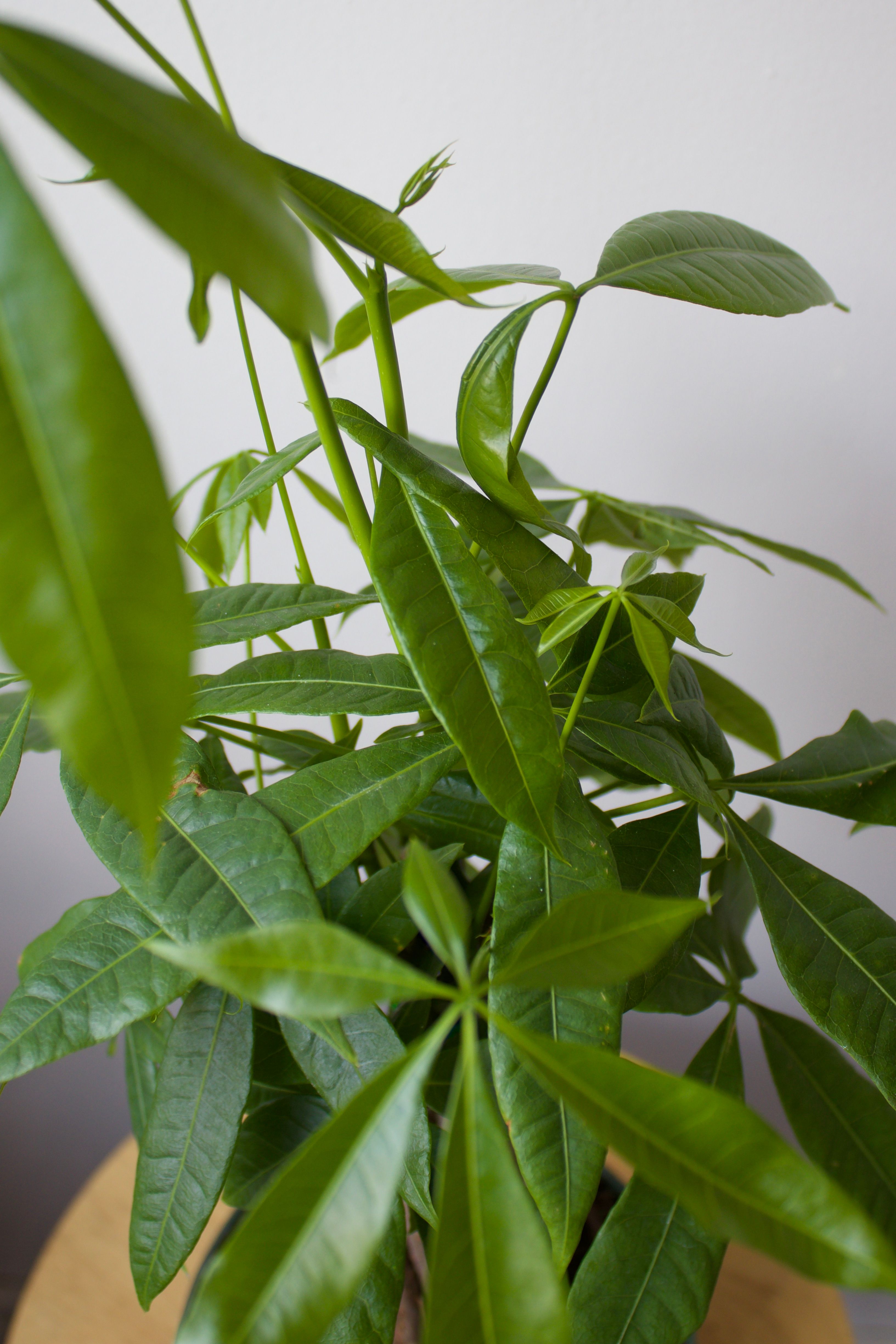 Caring for Your Money Trees