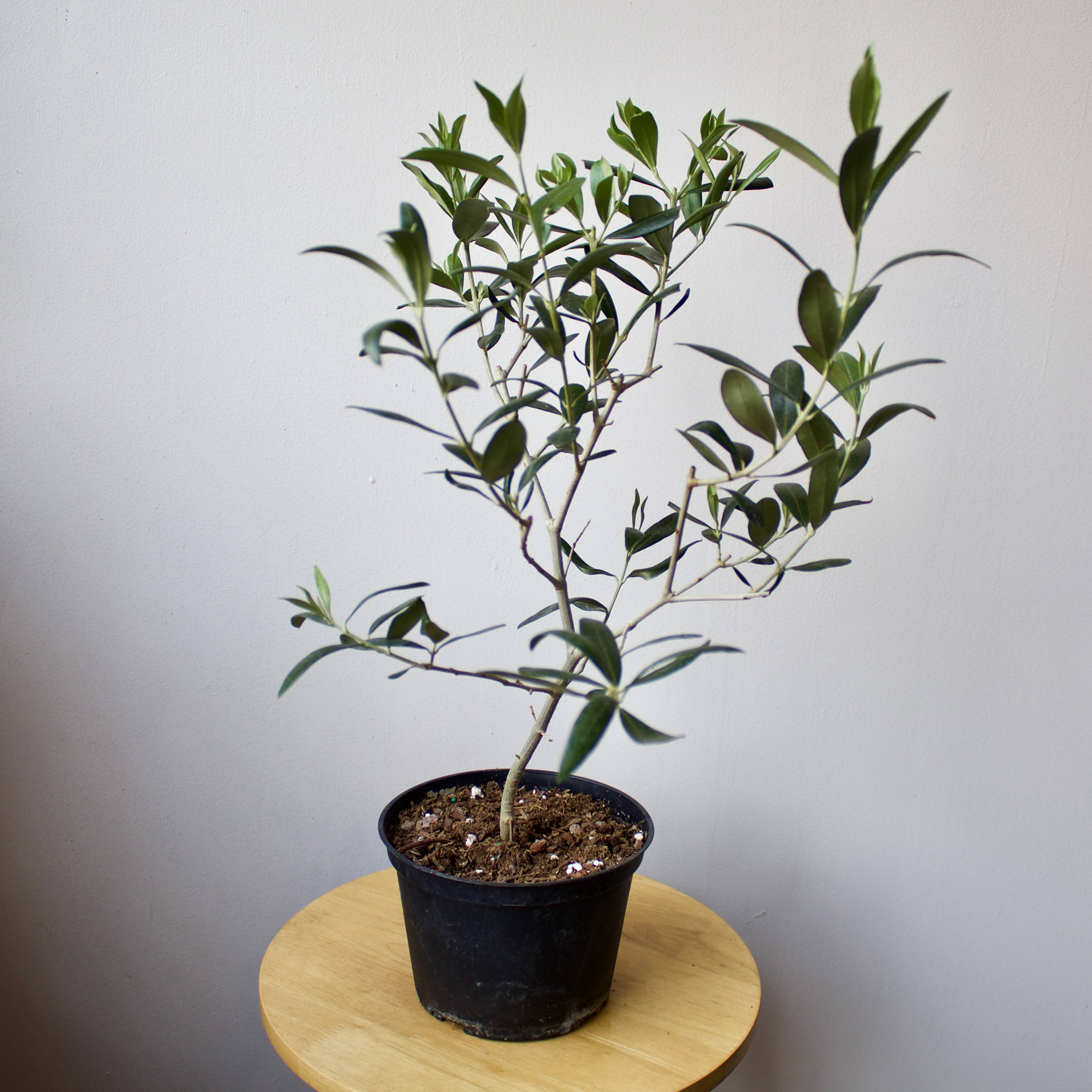 Caring for Your Olive Trees
