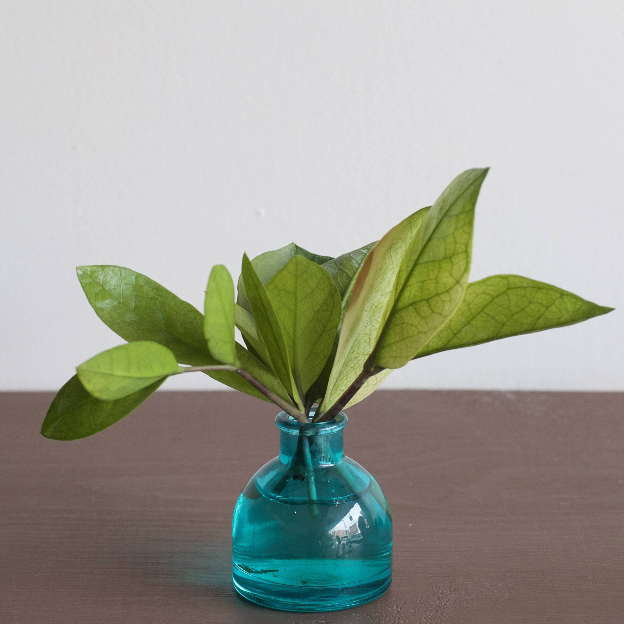 Propagation Station Ideas: Stylish Ways to Display Your Cuttings
