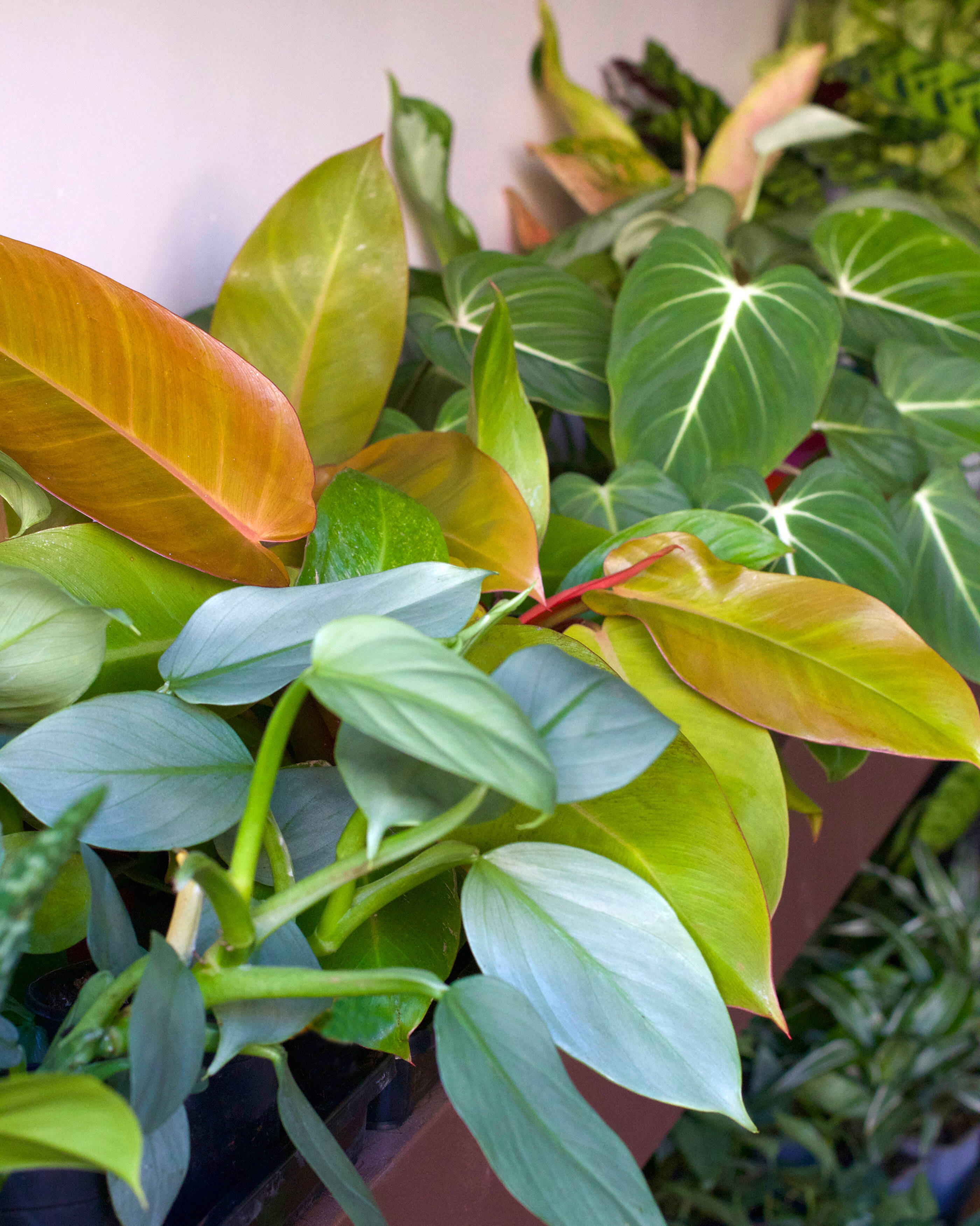 Caring for Your Philodendrons
