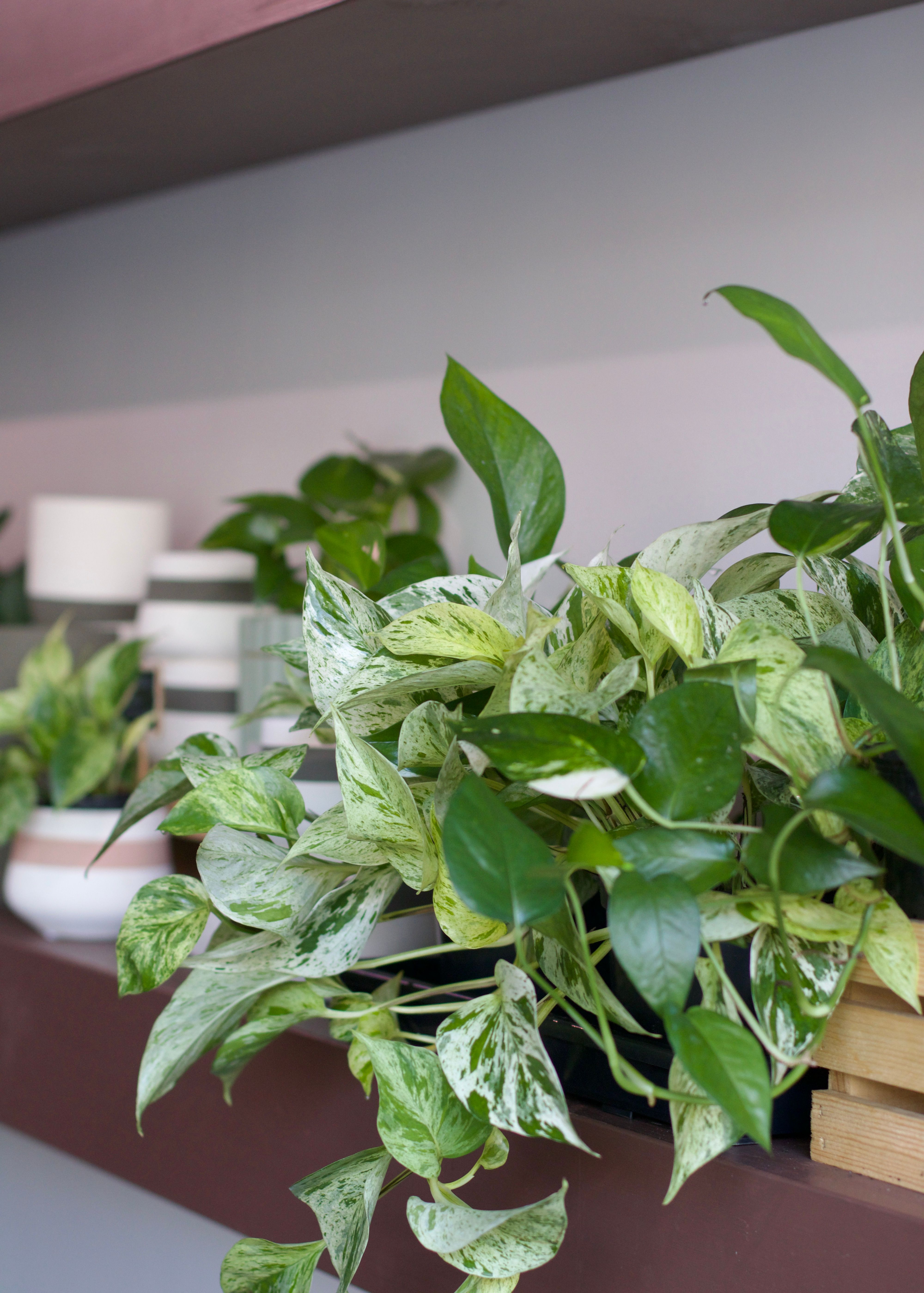 Root Rot 101