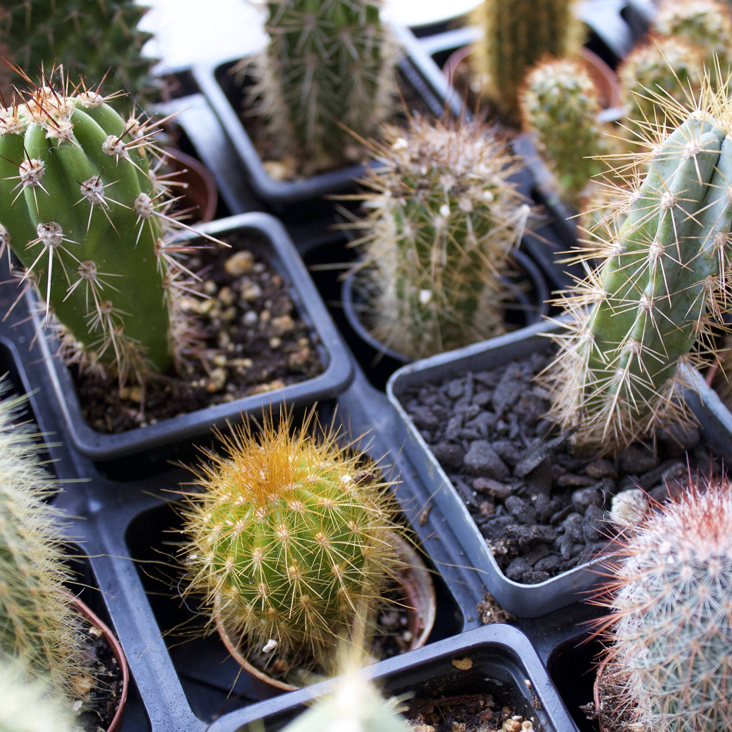 Caring for Your Cacti