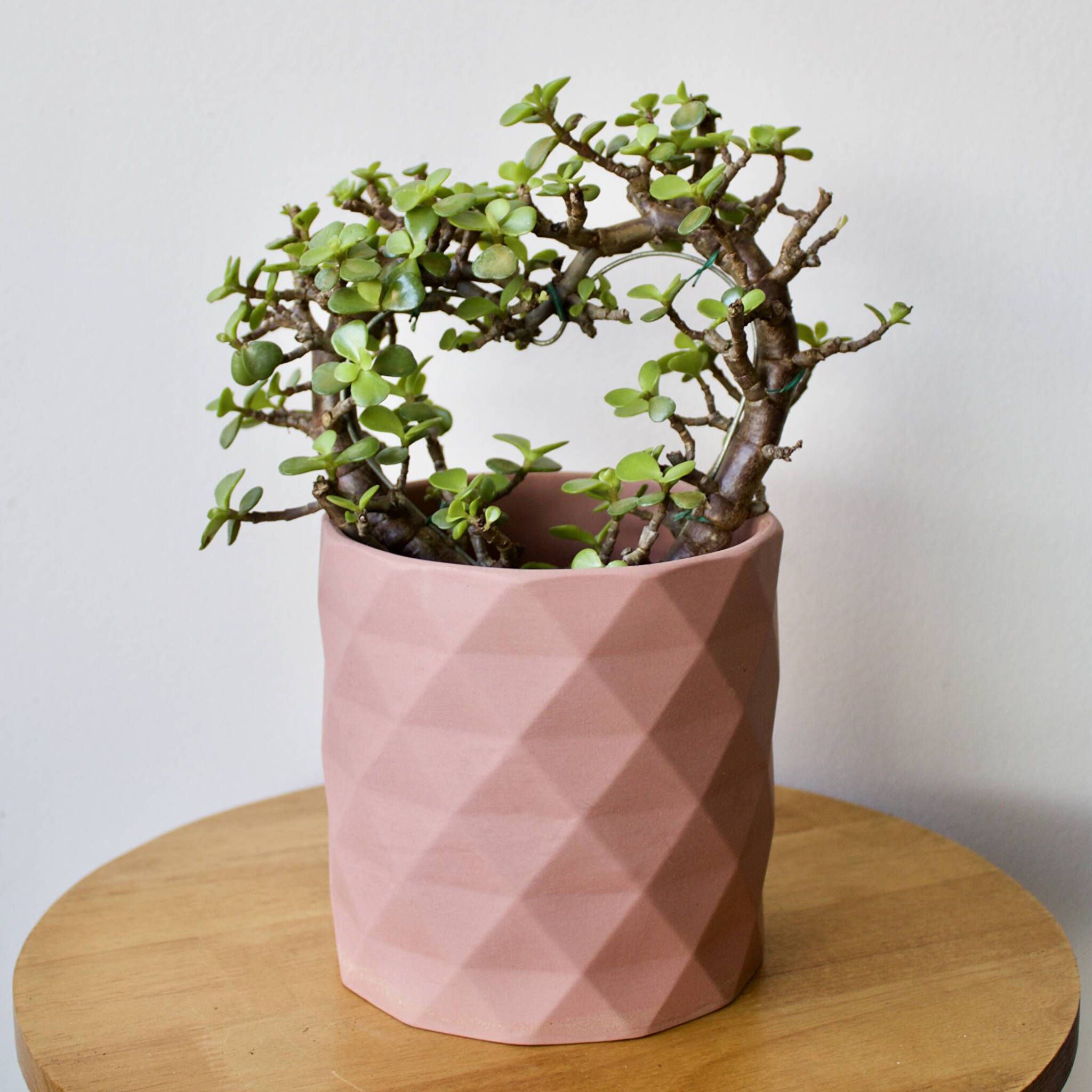 How to Choose the Perfect Valentine's Plant for Every Type of Love