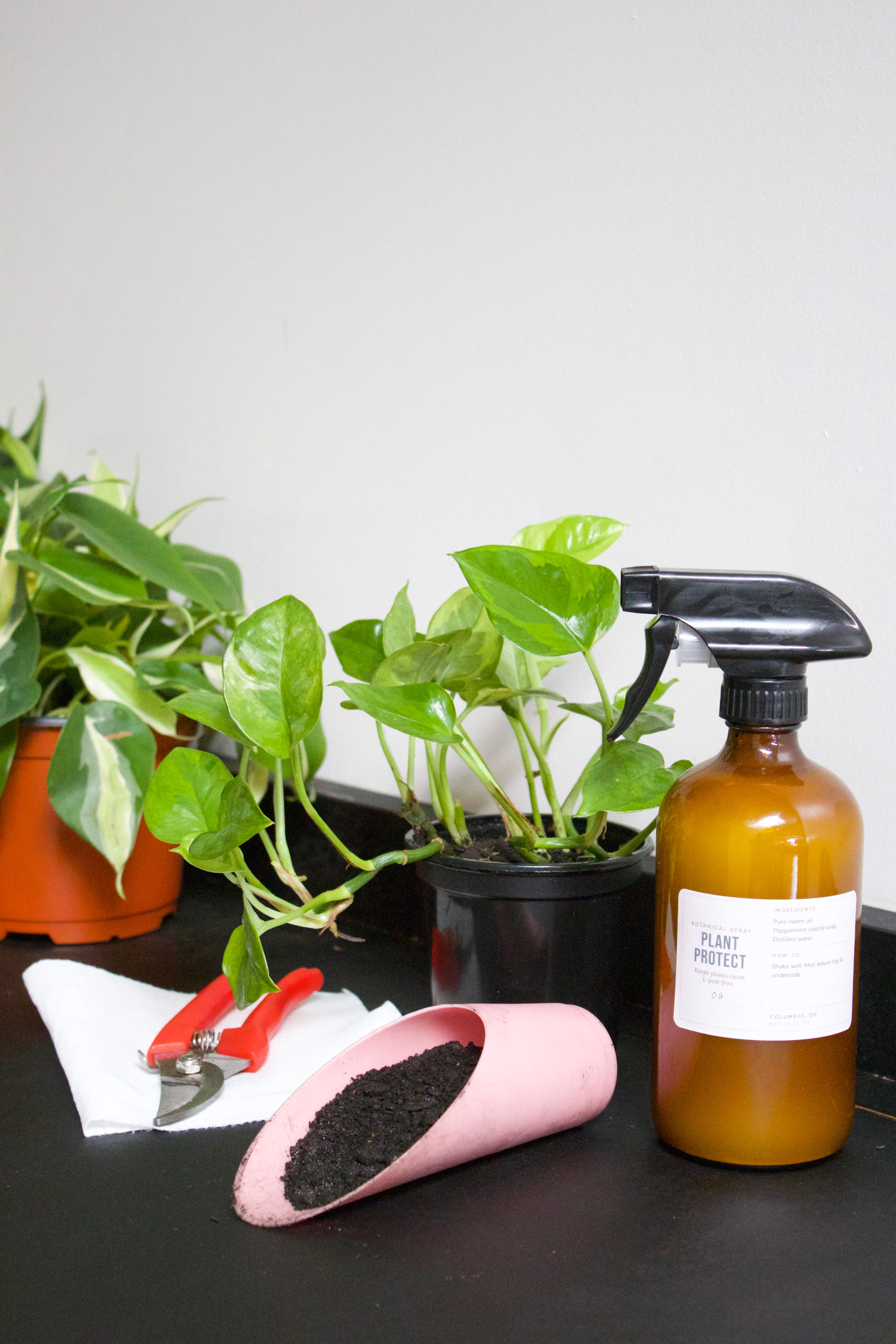 Reviving a Struggling Plant: A Field Guide