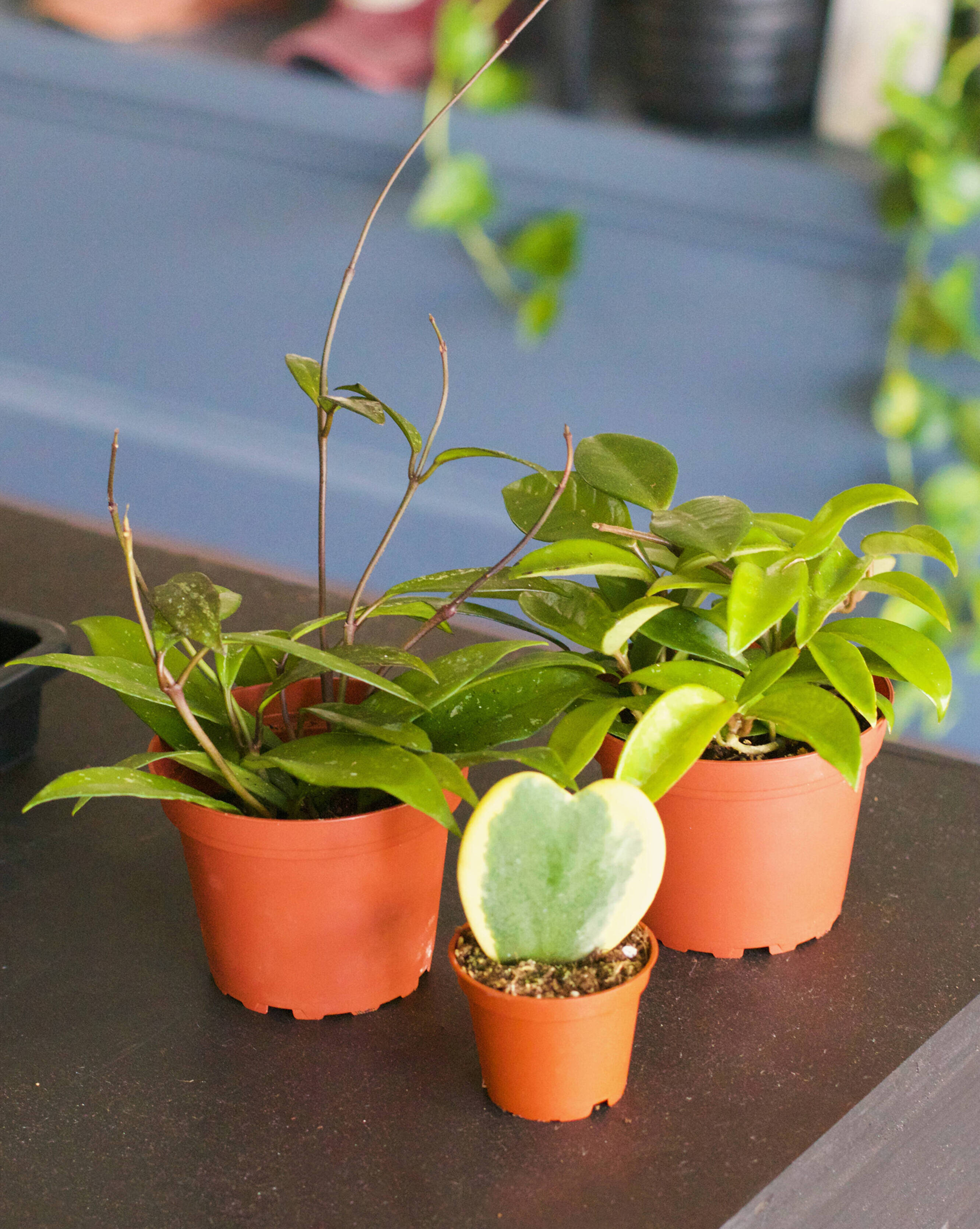Caring for Your Hoyas