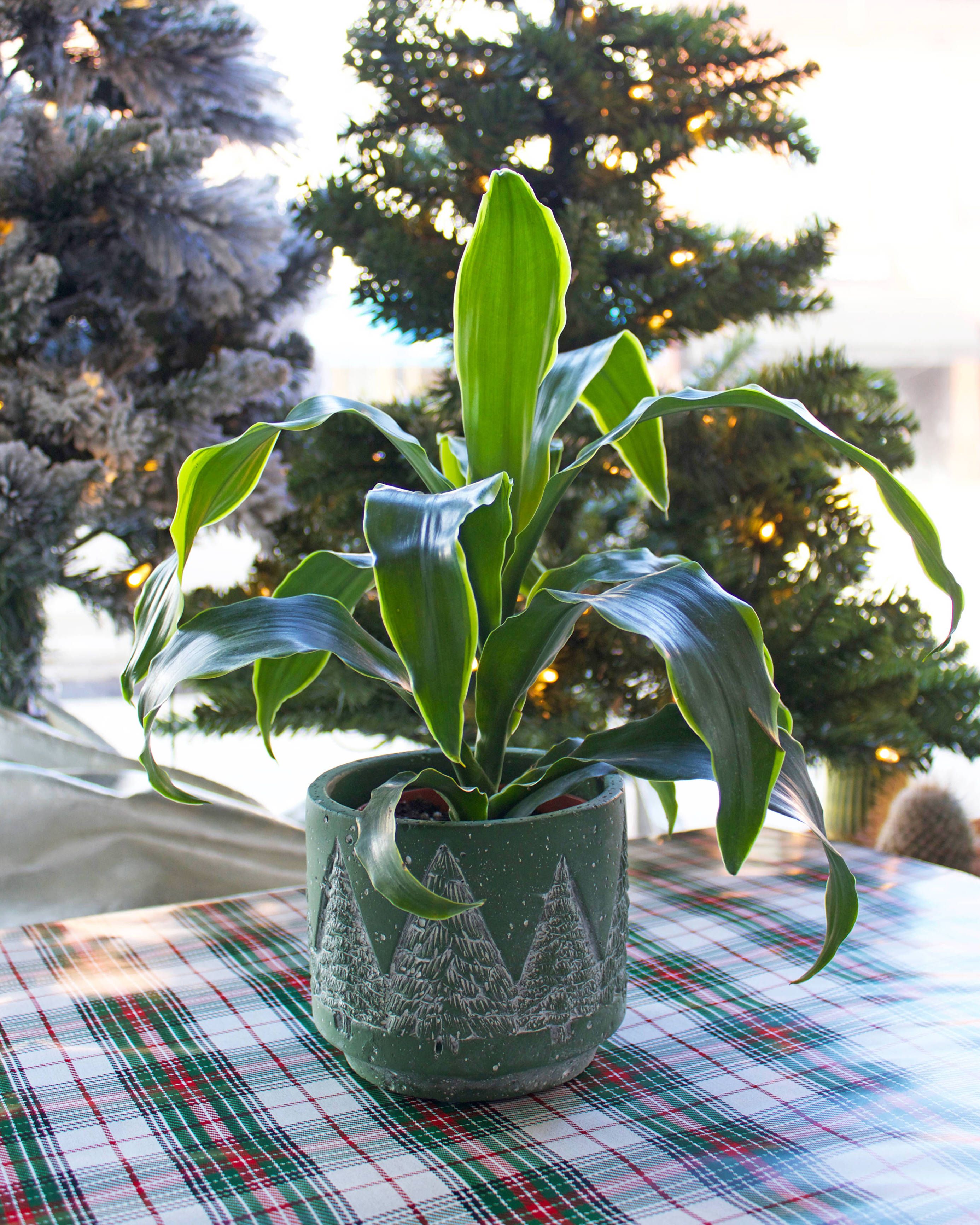 Fight the Winter Blues with Houseplants