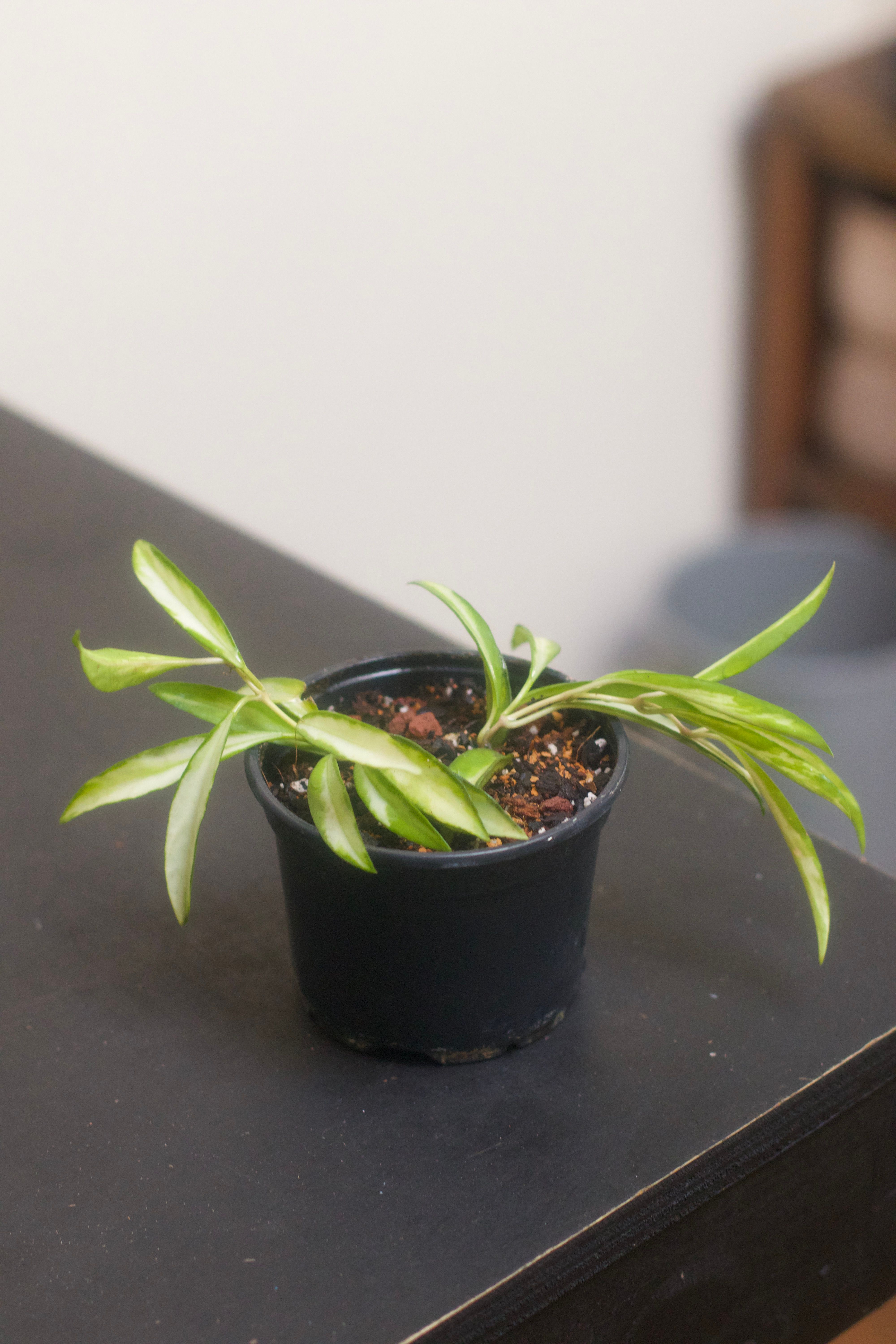 Can This Houseplant Be Saved?
