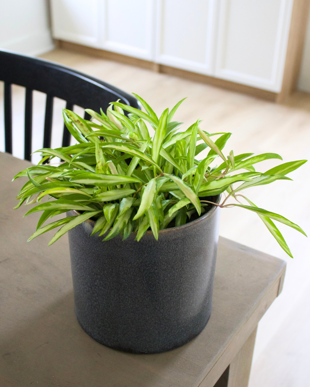 Why Your New Plant Looks Different at Home Than It Did in the Shop