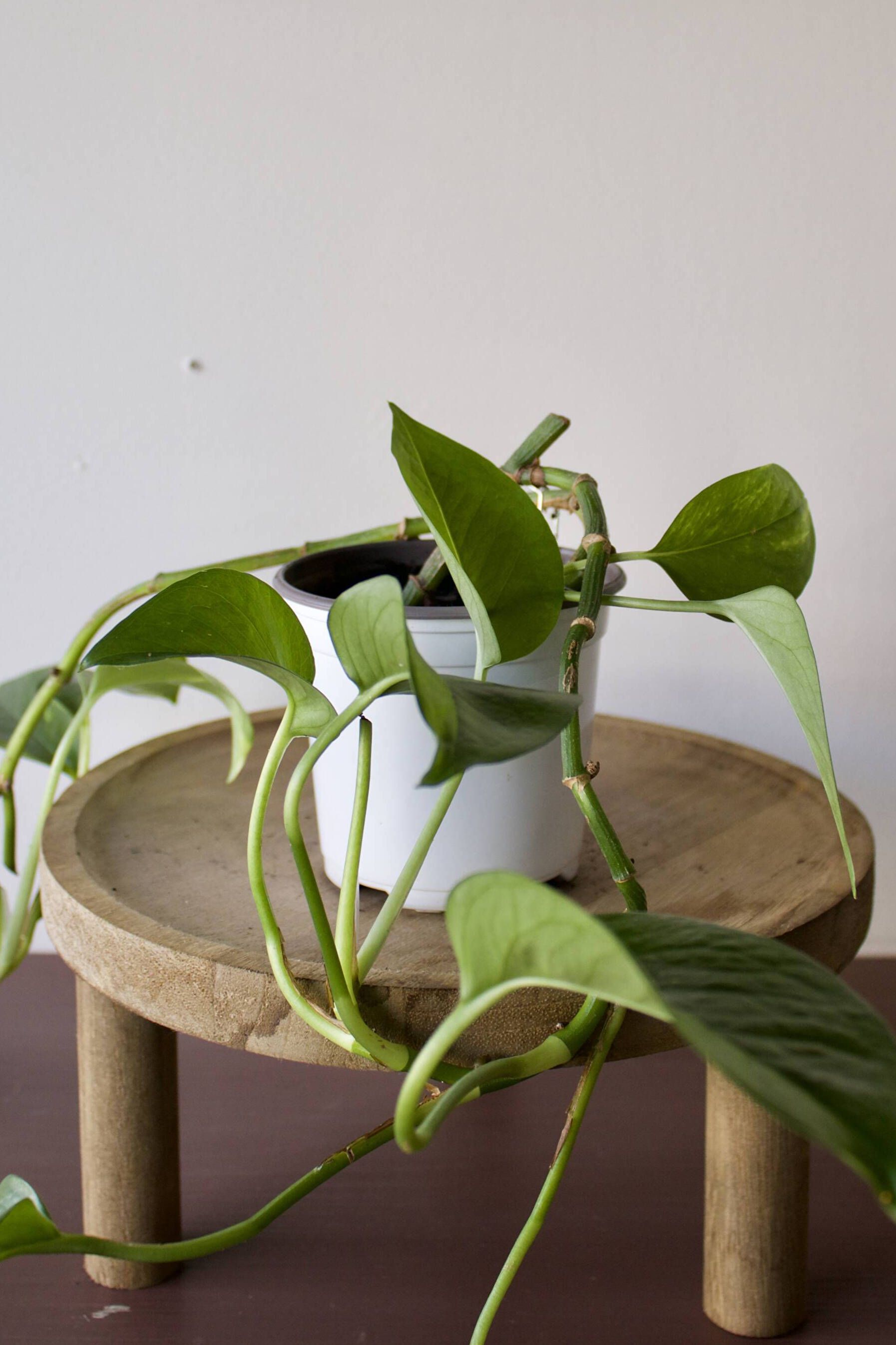 What to Do With an Overgrown Pothos