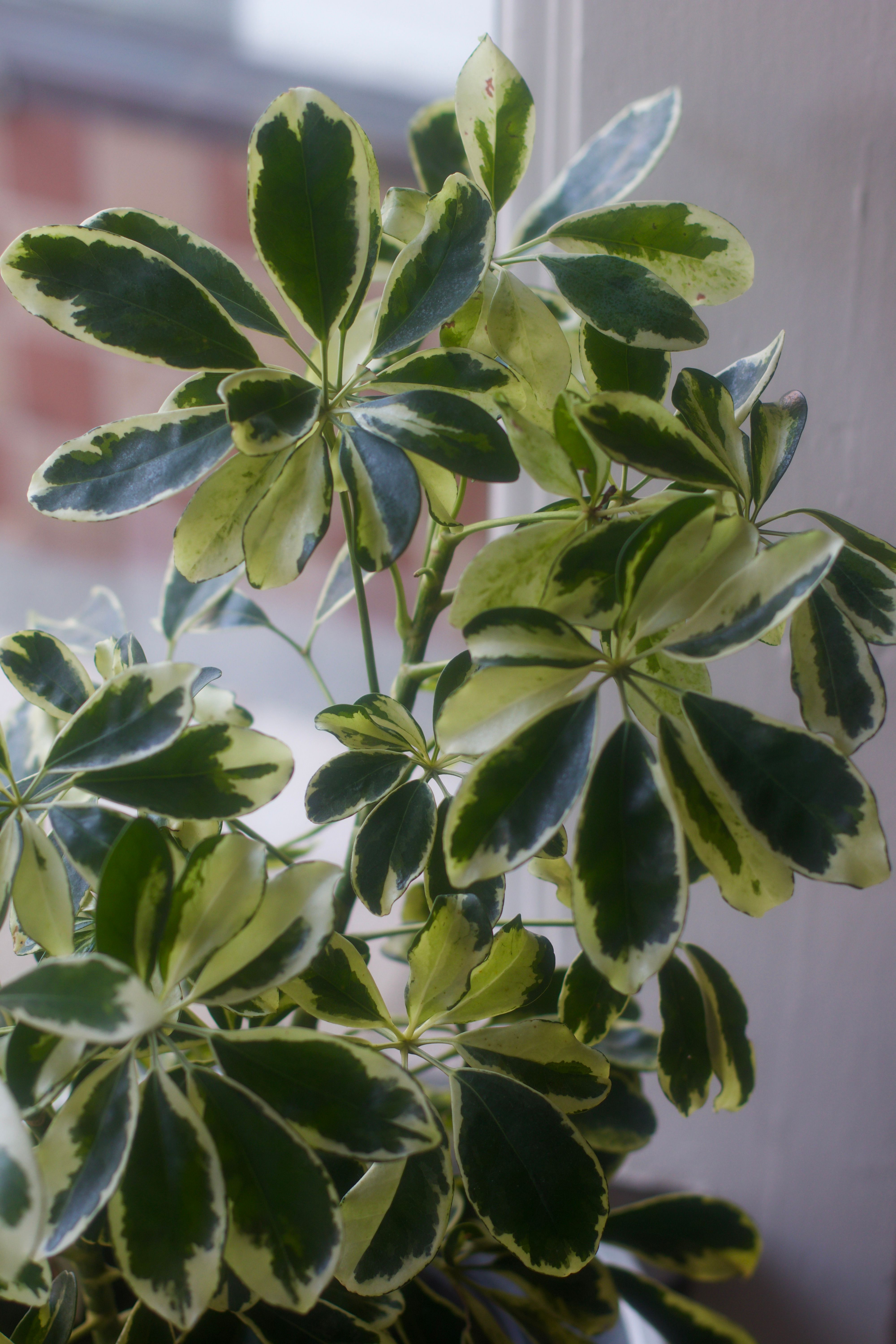 Brought Your Plants Inside and Now There Are Gnats?