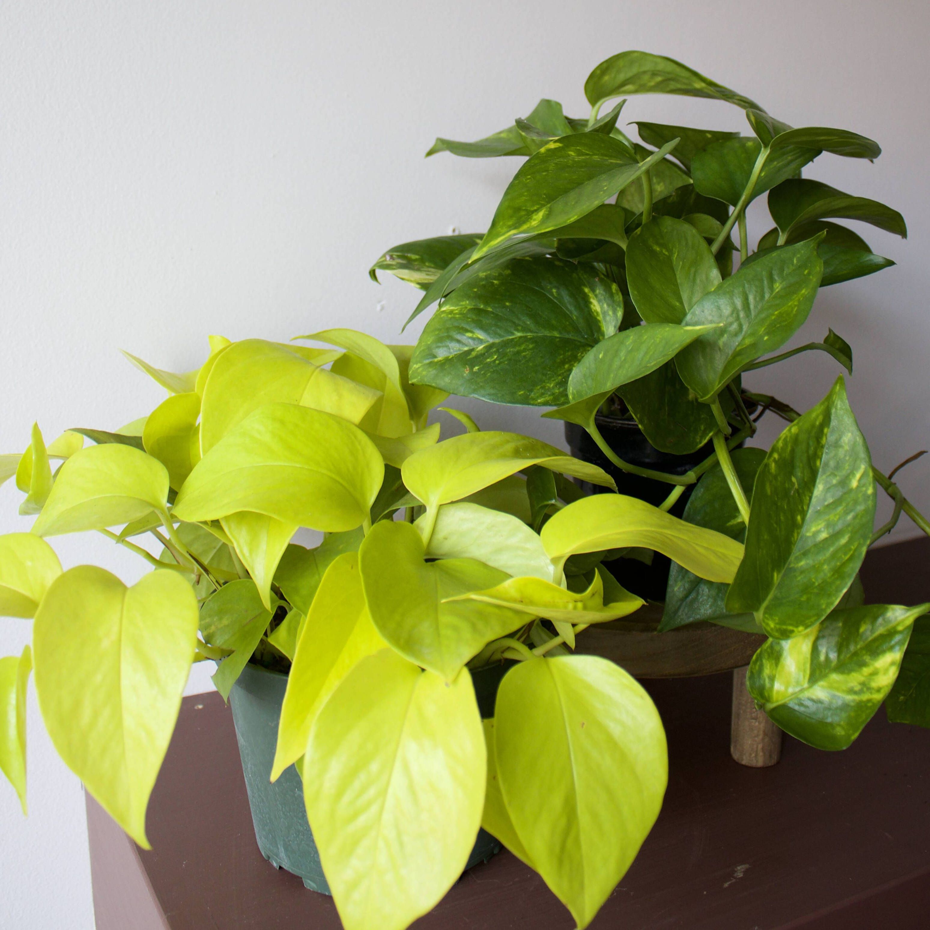 Caring for Your Pothos & Epipremnum