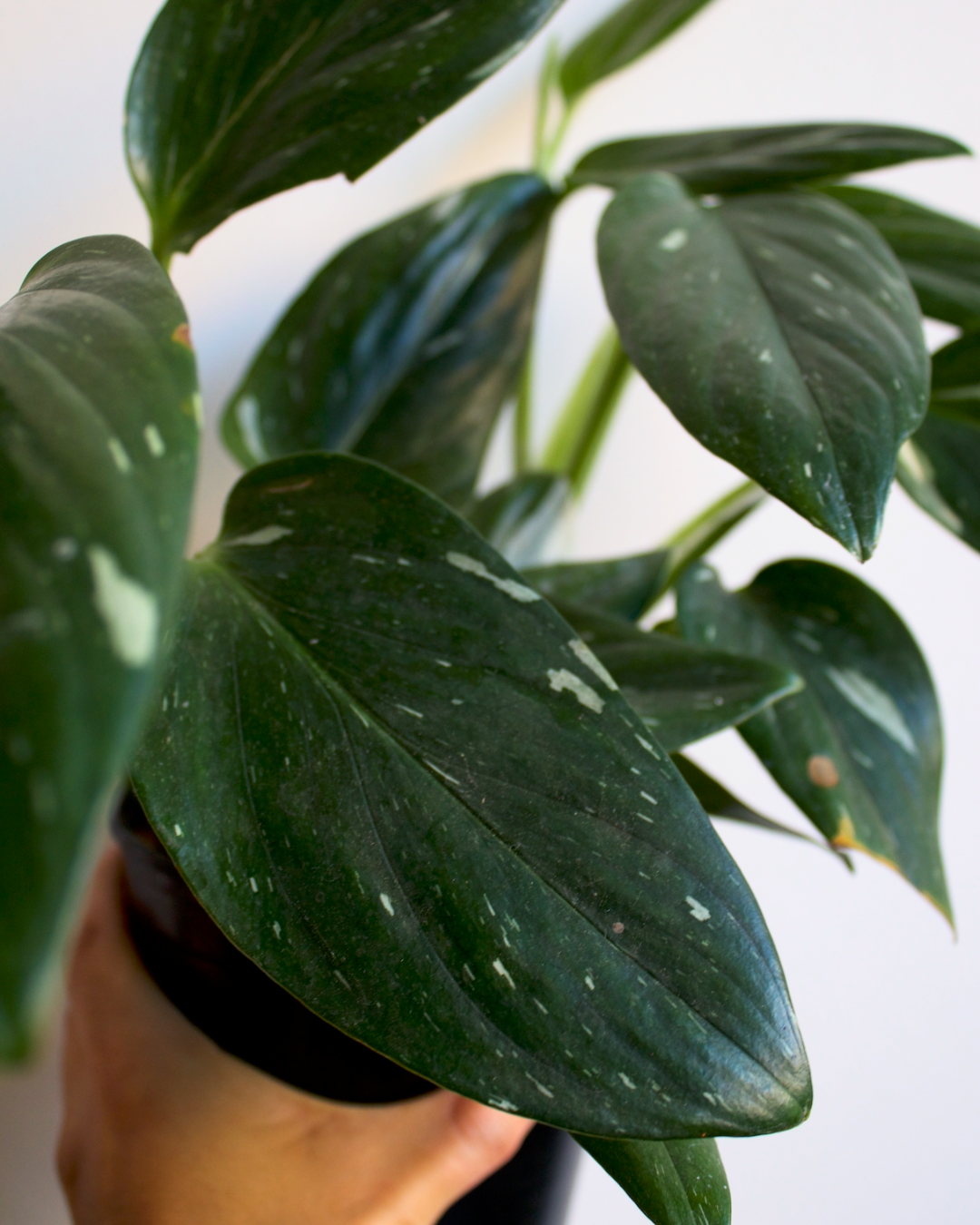 How to Clean Houseplant Leaves