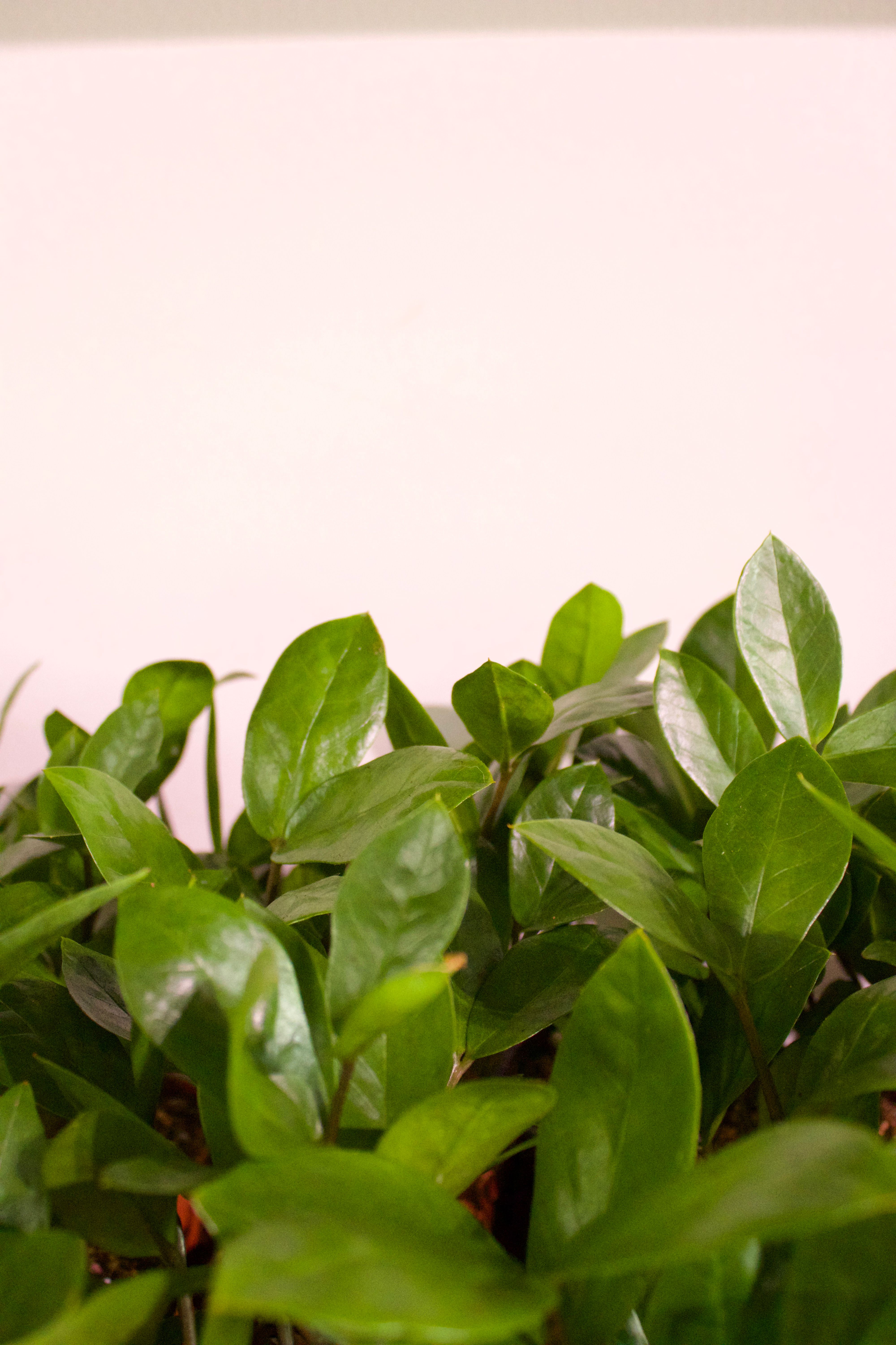 Plants for People Who Often Forget to Water