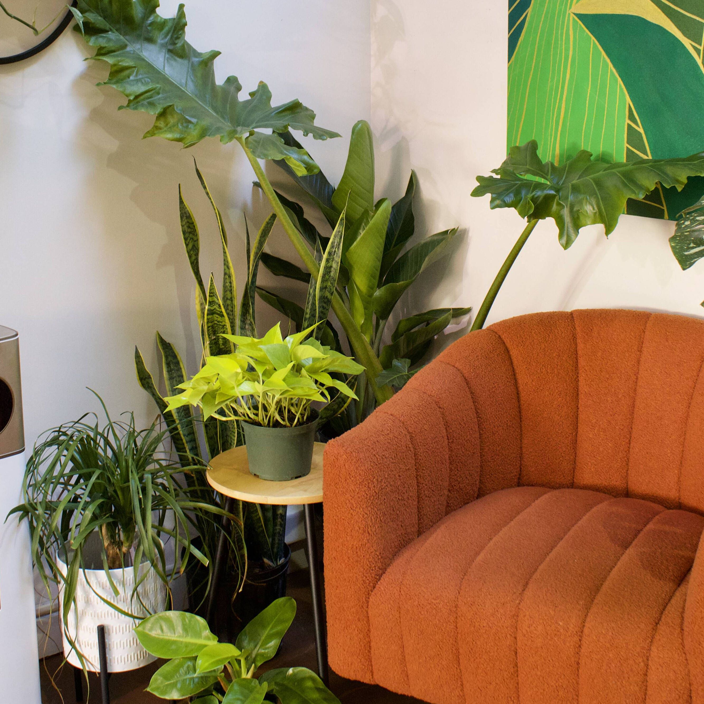 The Plant Parent's Guide to Styling a Small Space