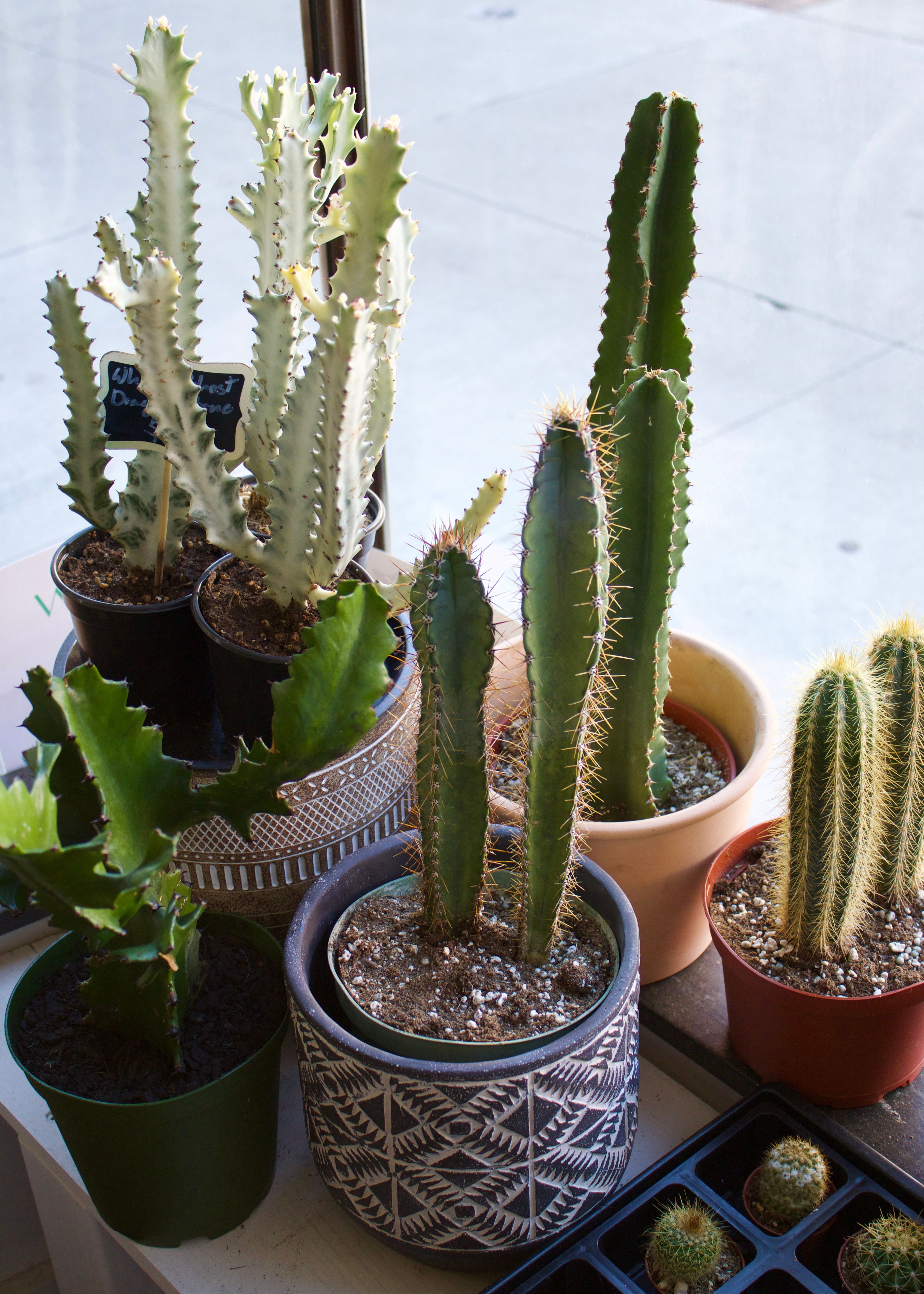 Why Houseplants Love (and Fear) Summer Light