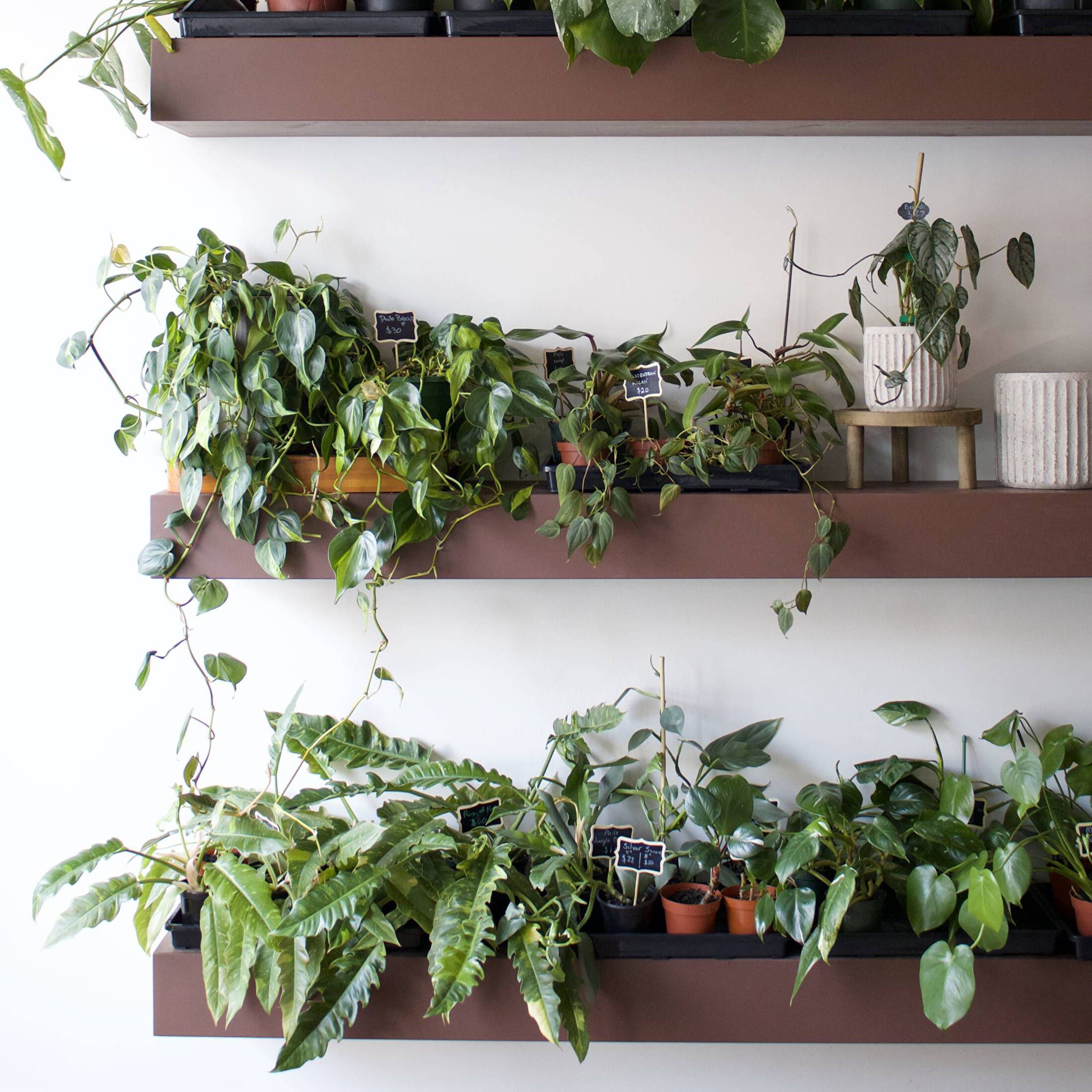 Plant Care Rituals for Devotion