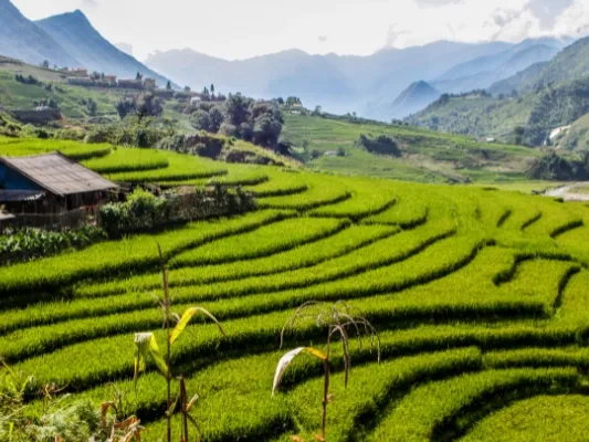 Green terraced rice fields in Sapa with mountains in the background