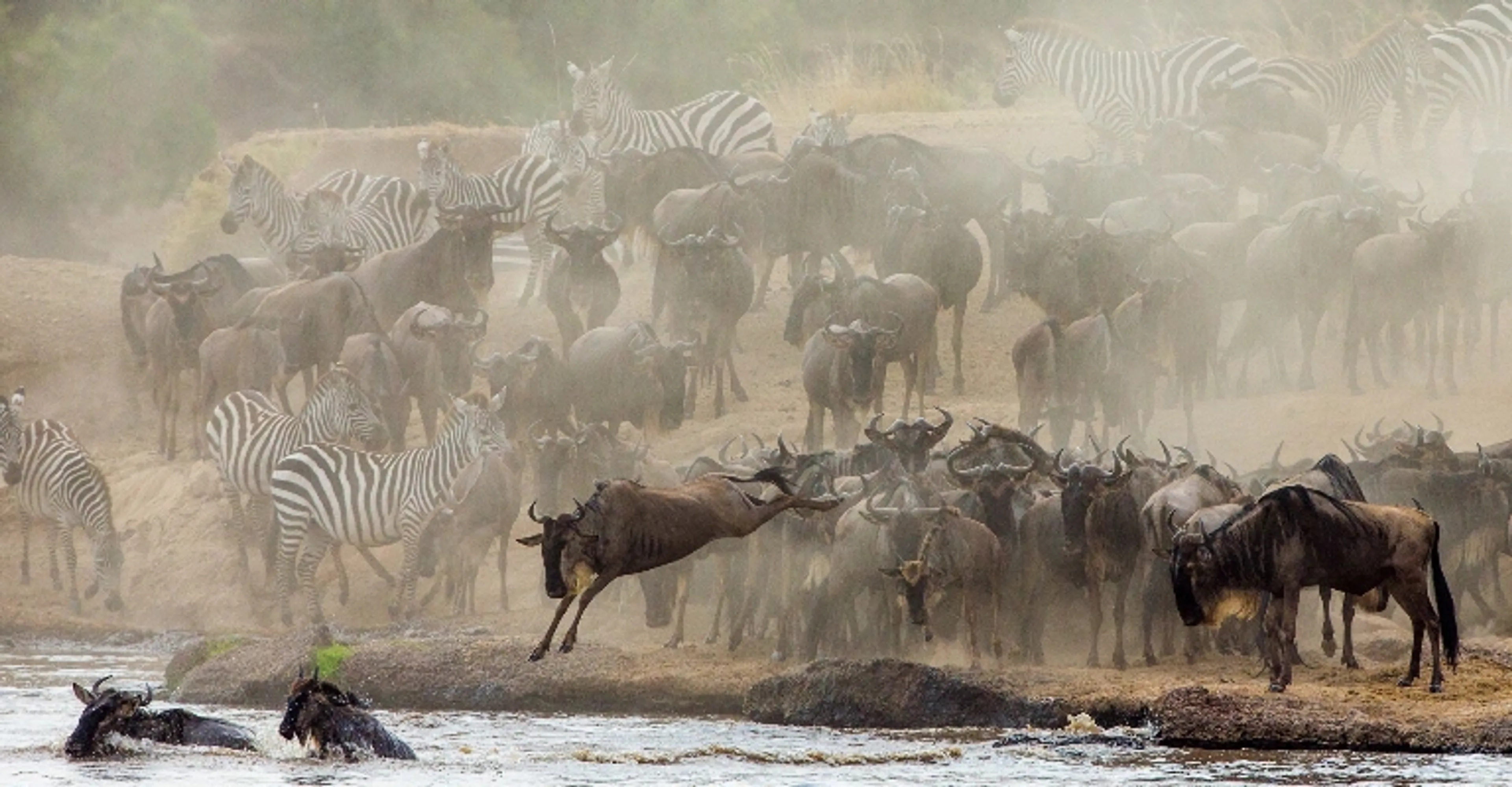 Wildebeest crossing the Mara River during the Great Migration