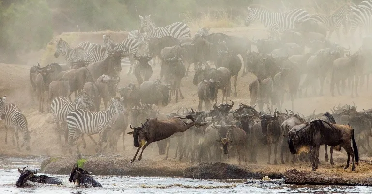 Wildebeest crossing the Mara River during the Great Migration