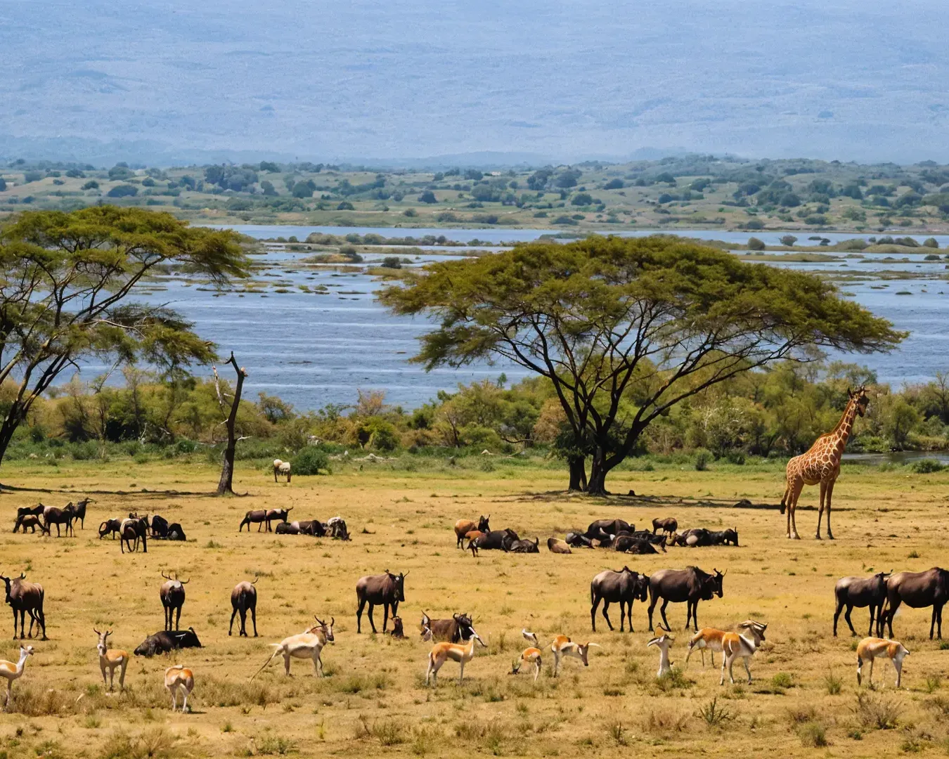 Great Wall of Kenya