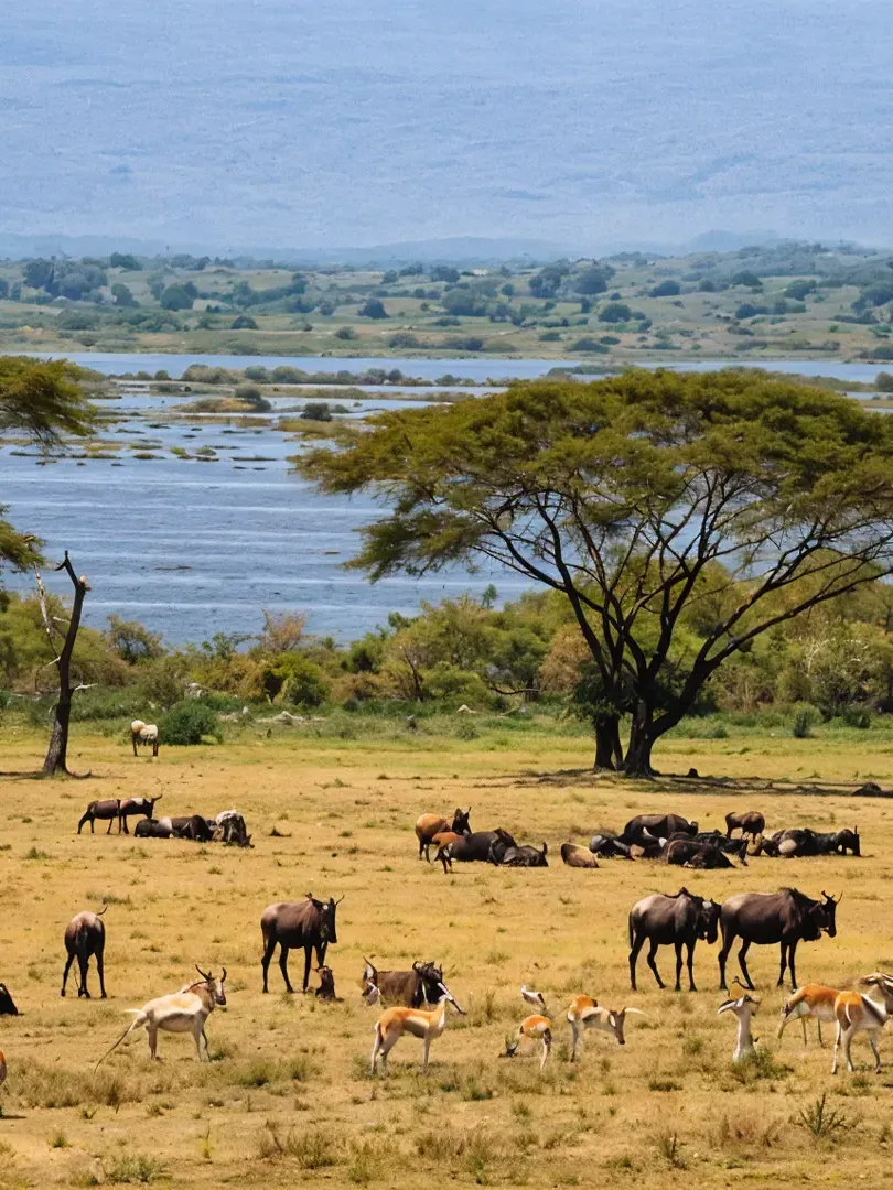 Discover Kenya: Wild to Water Safari