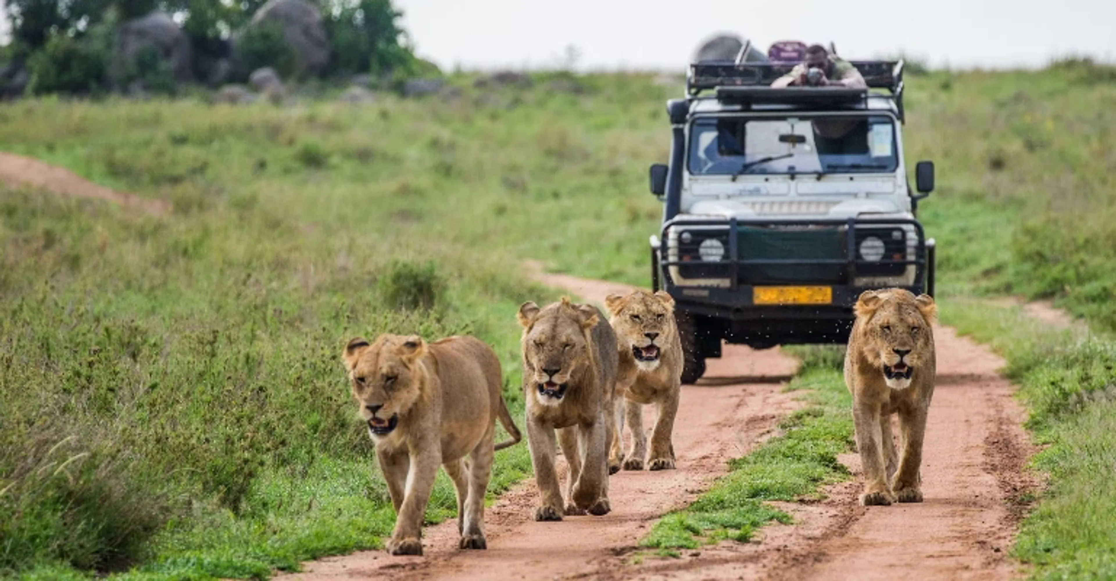 Luxury Kenya safari with wildlife viewing and guided game drives